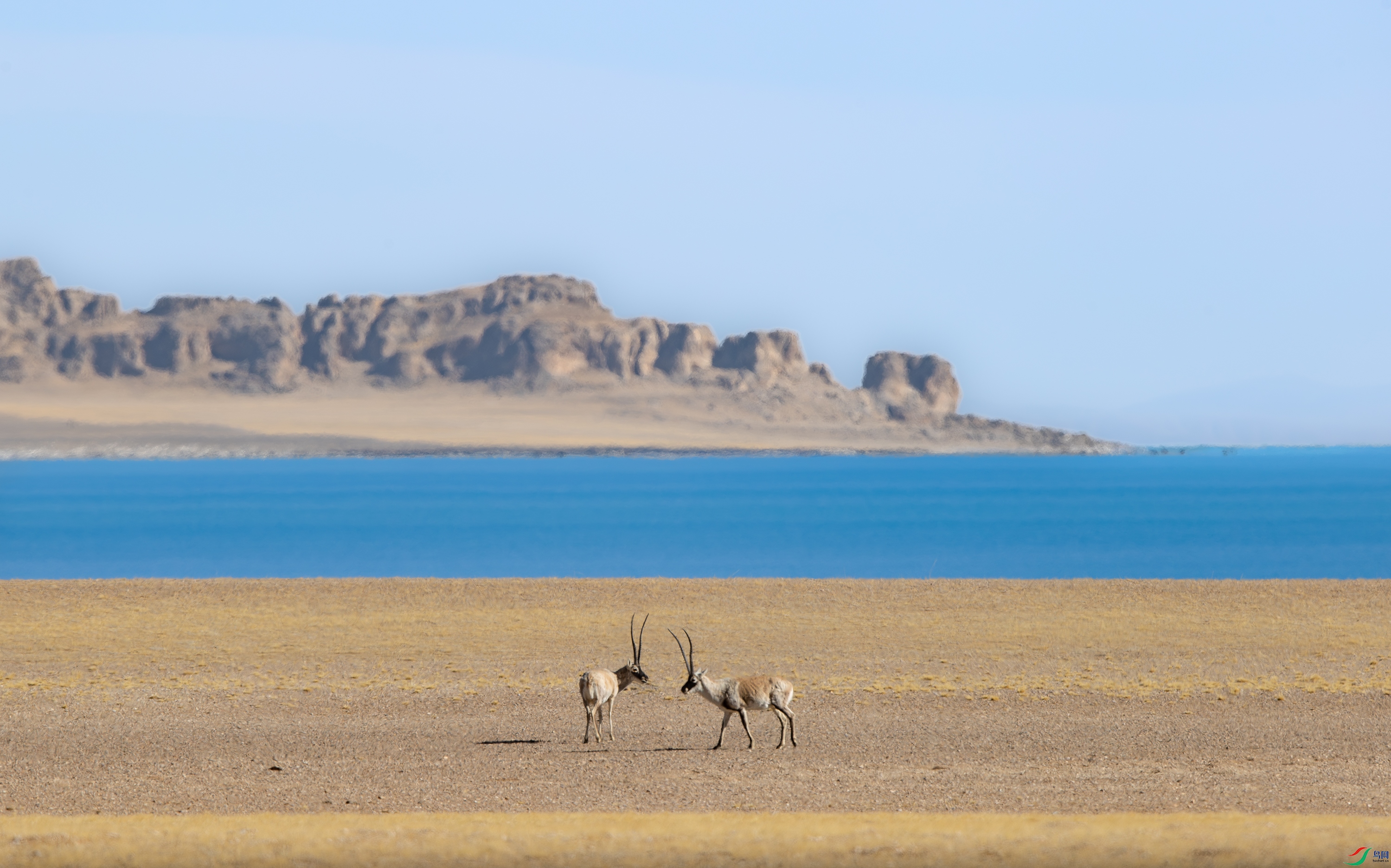 A15I1423-����ǿ-NR ����.jpg