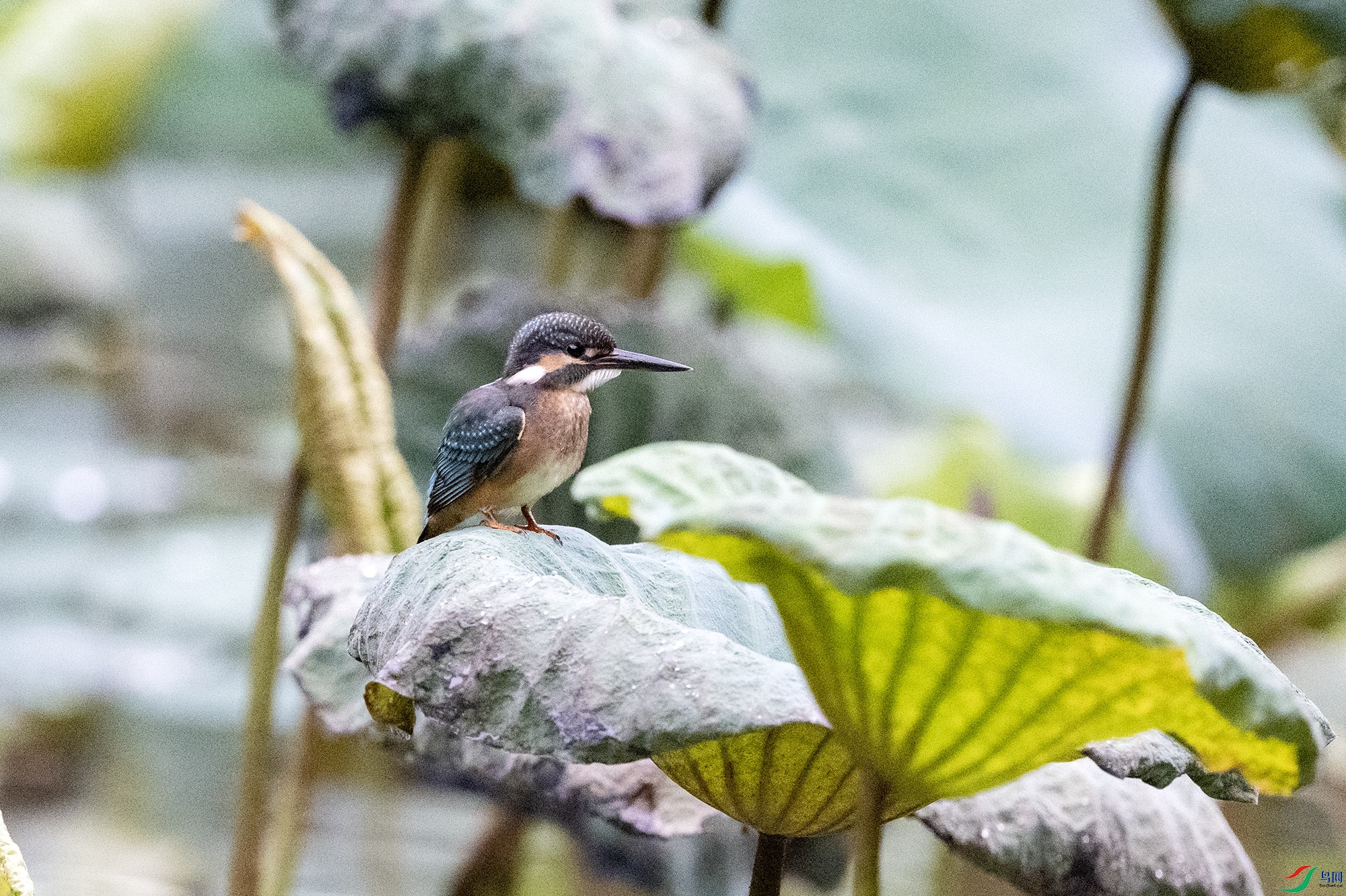 DSC_0938k.jpg