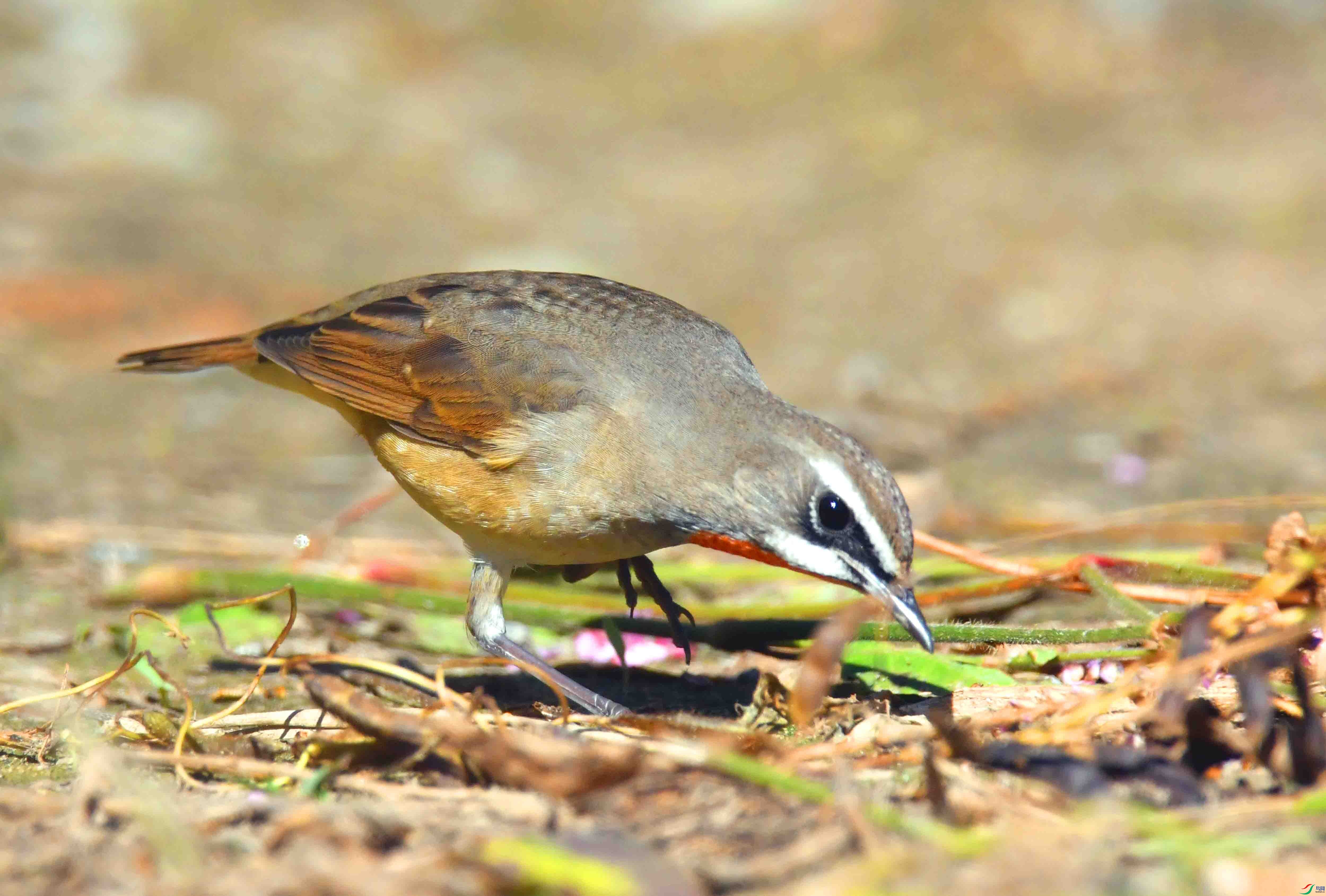 DSC_4671.JPG