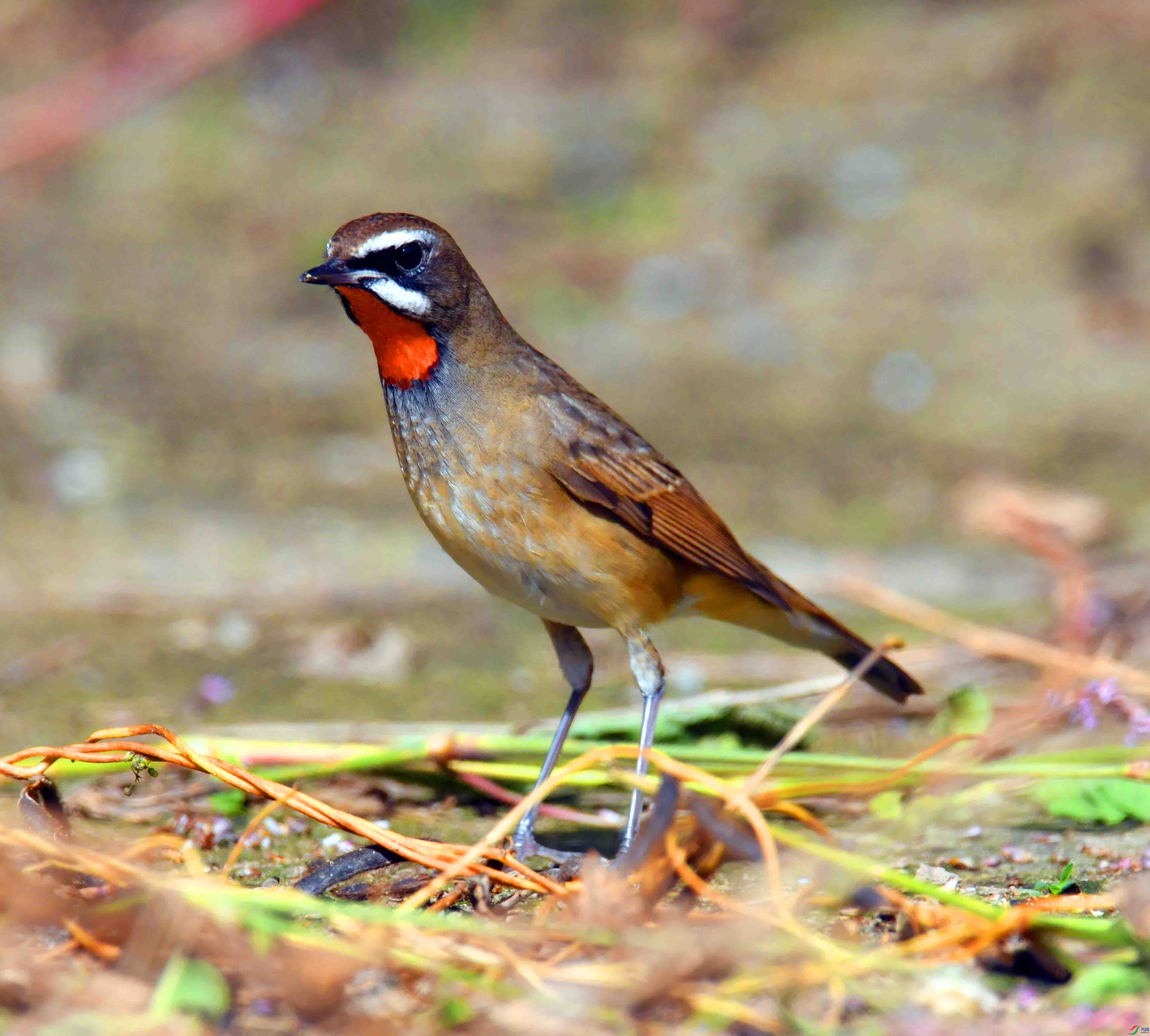 DSC_4688.JPG