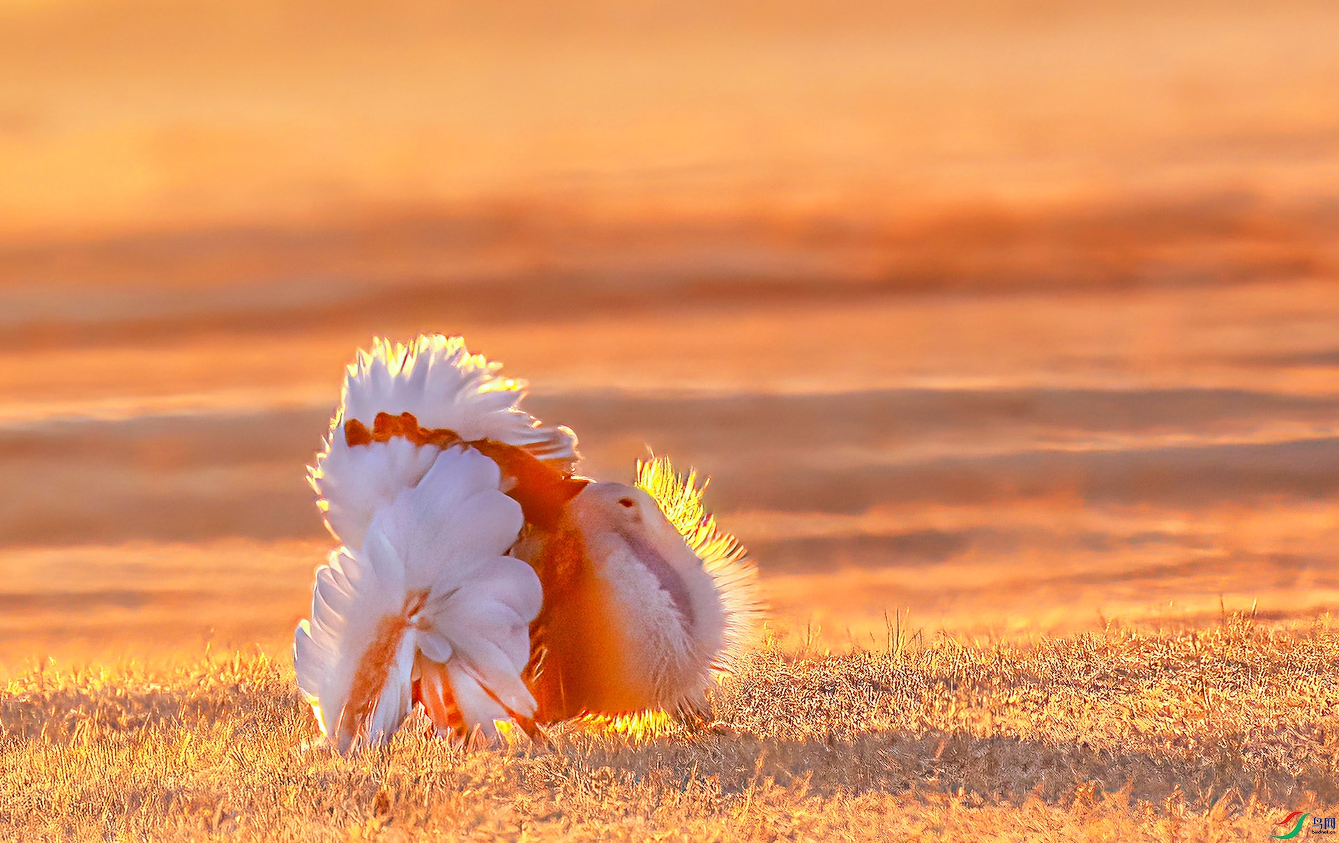 060A0045 ����-Sh----1 .jpg