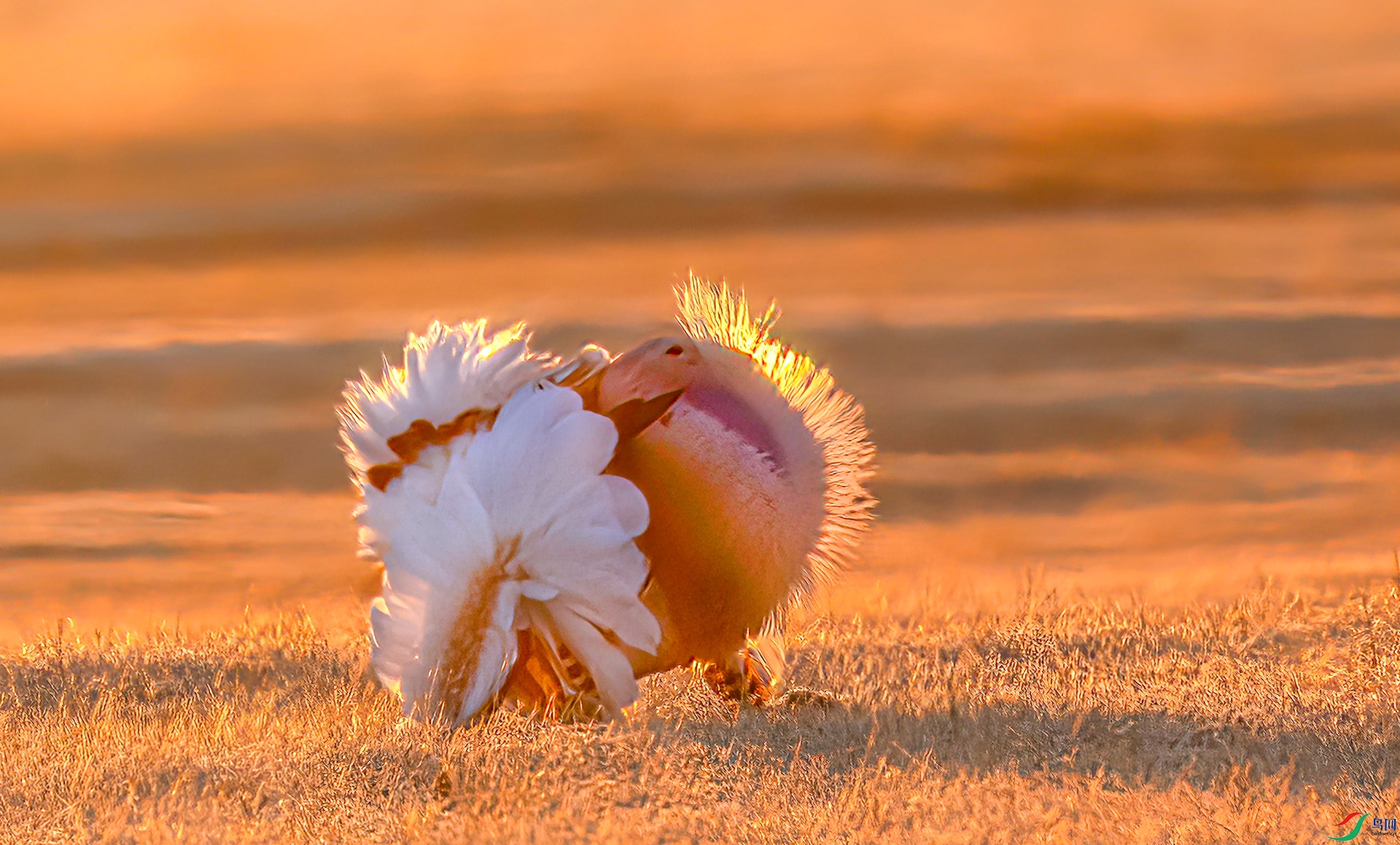 060A0092 ����-Sh----1 .jpg