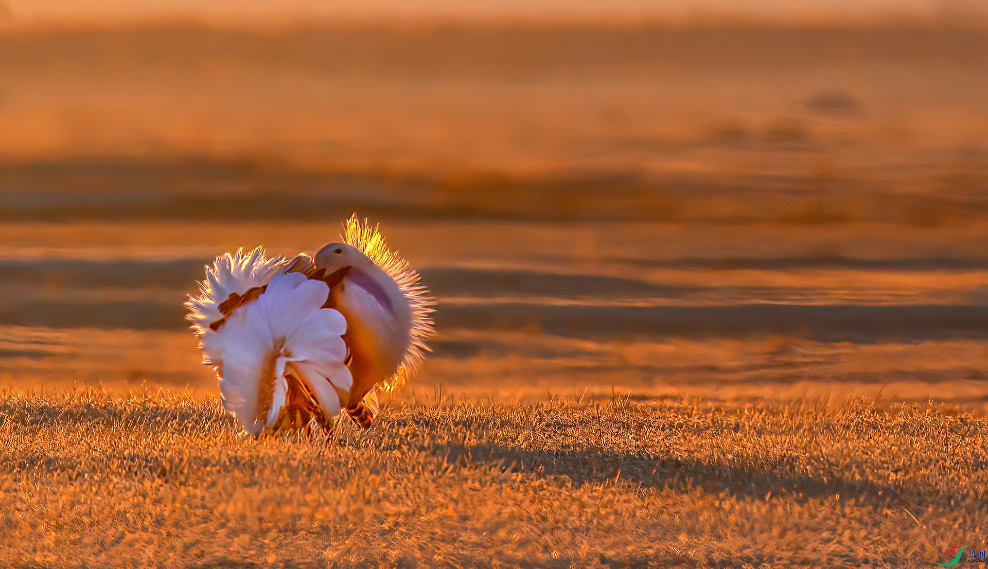 060A0870 ����-Sh----1 .jpg