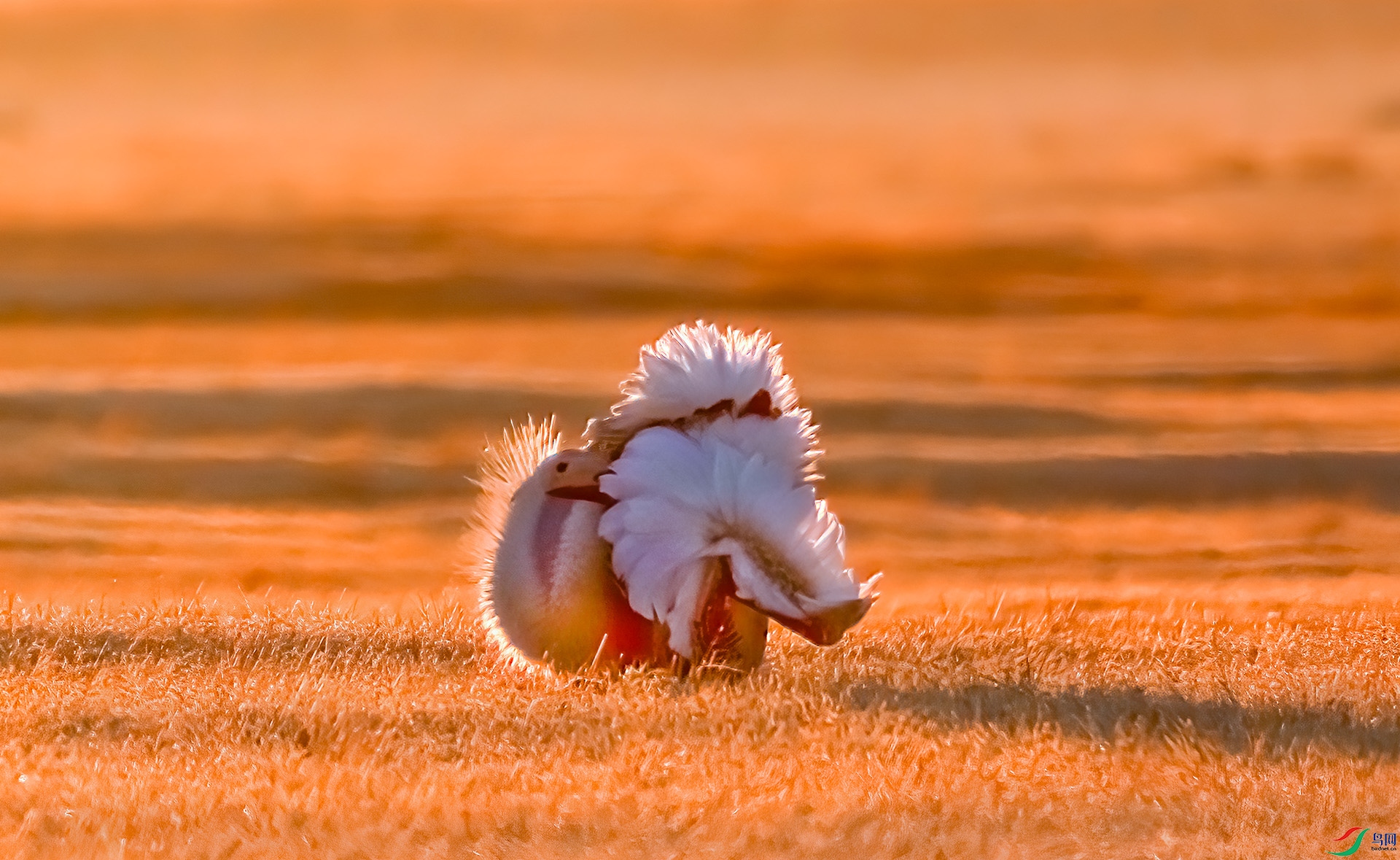 060A1158 ����-Sh----1 .jpg