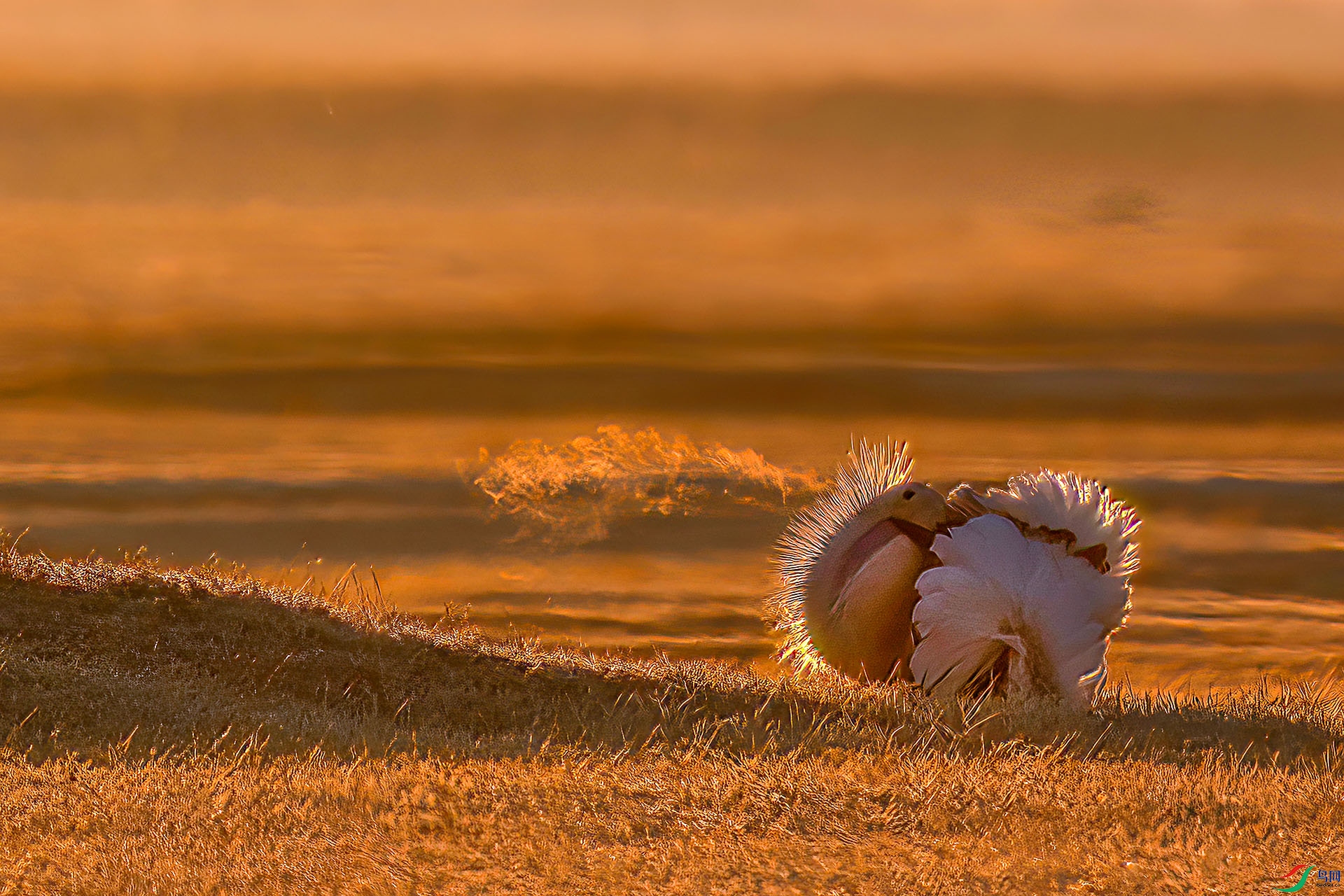 060A2734 ����-Sha----1 .jpg