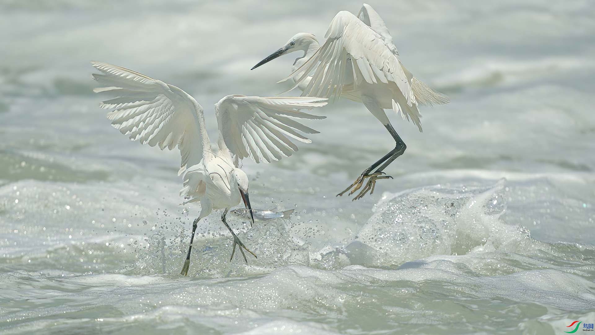 340-DeNoiseAI-standard (1).jpg