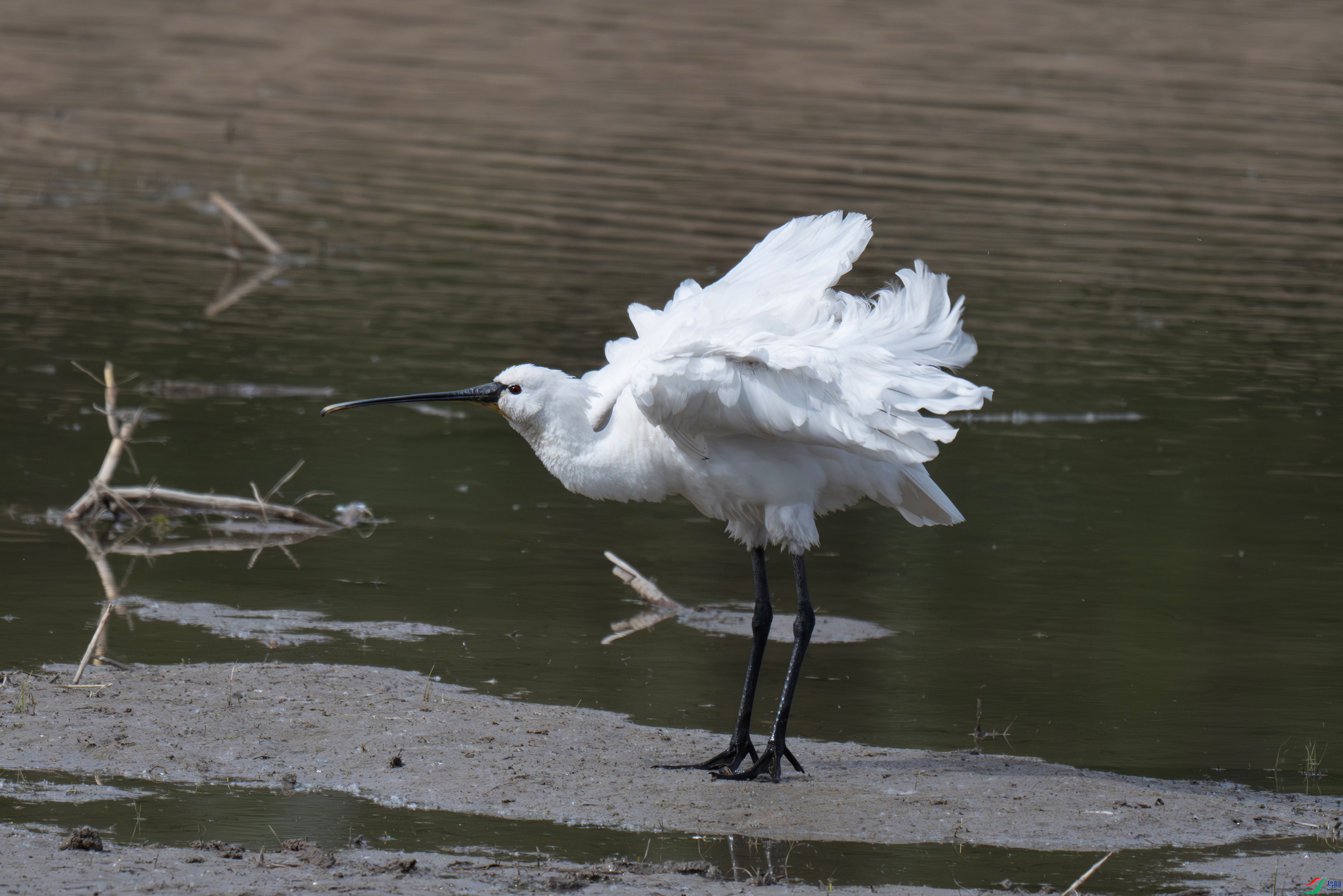 DSC_6480-����.jpg