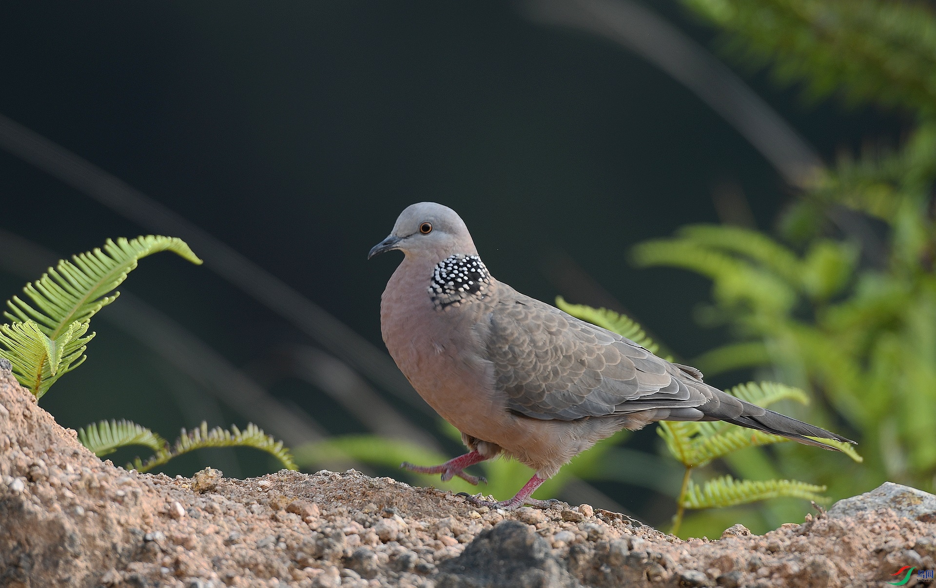 DSC_0956.jpg