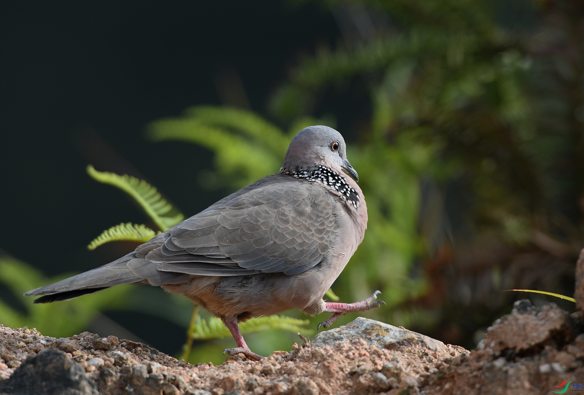 DSC_0953.jpg