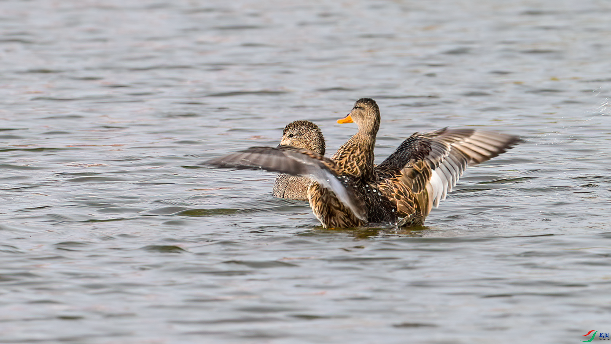 5��13��(1).png