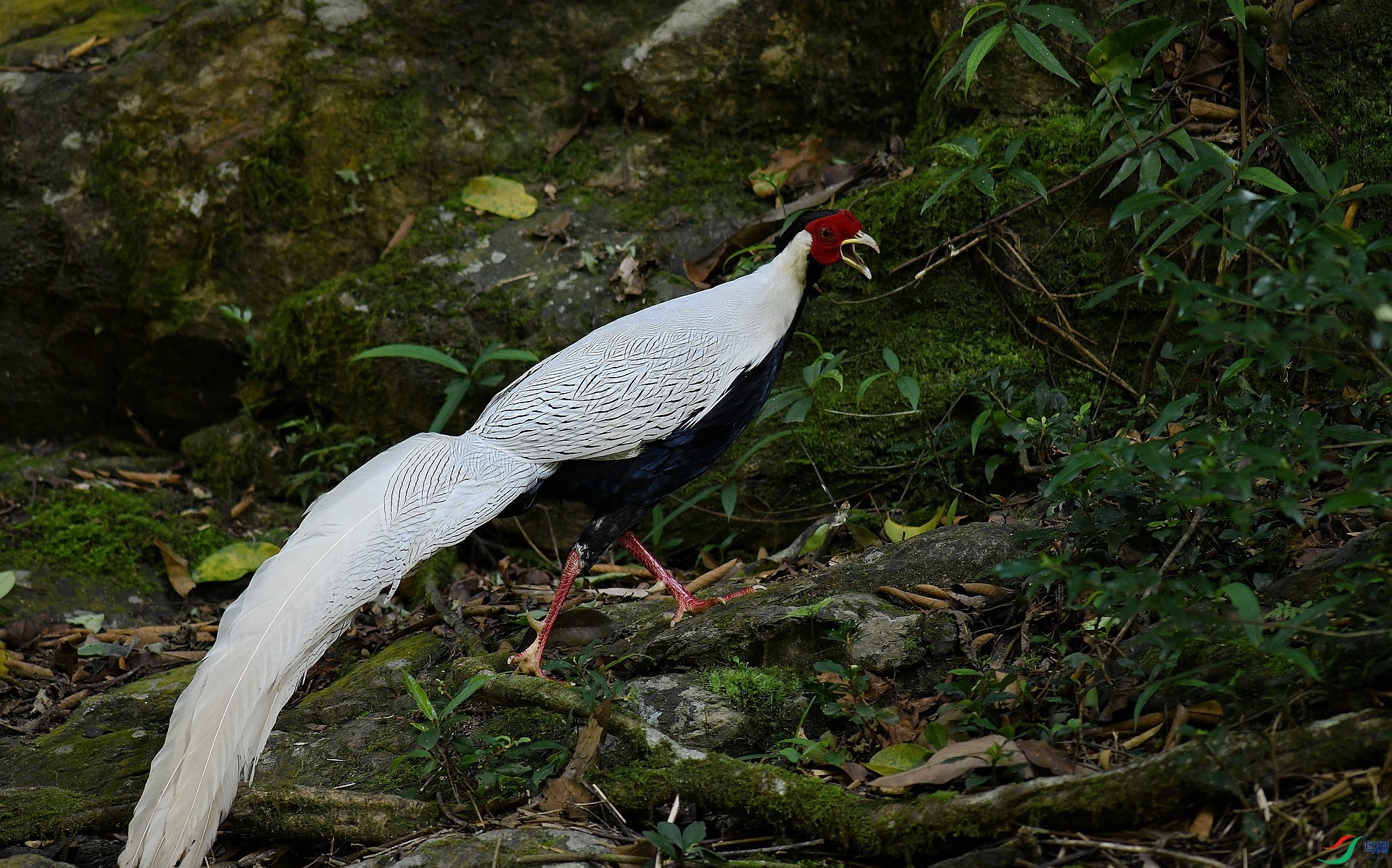 DSC_2595.jpg