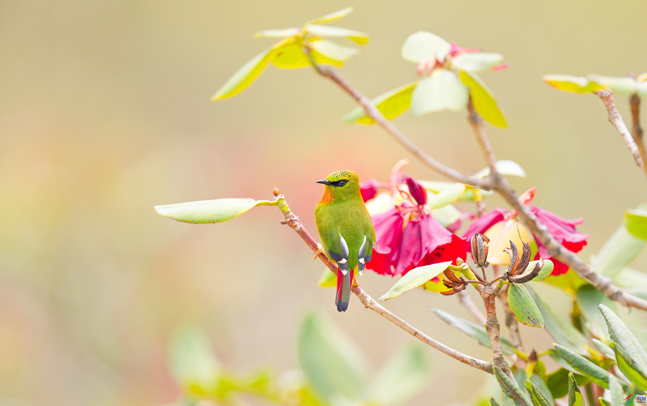 ��β����