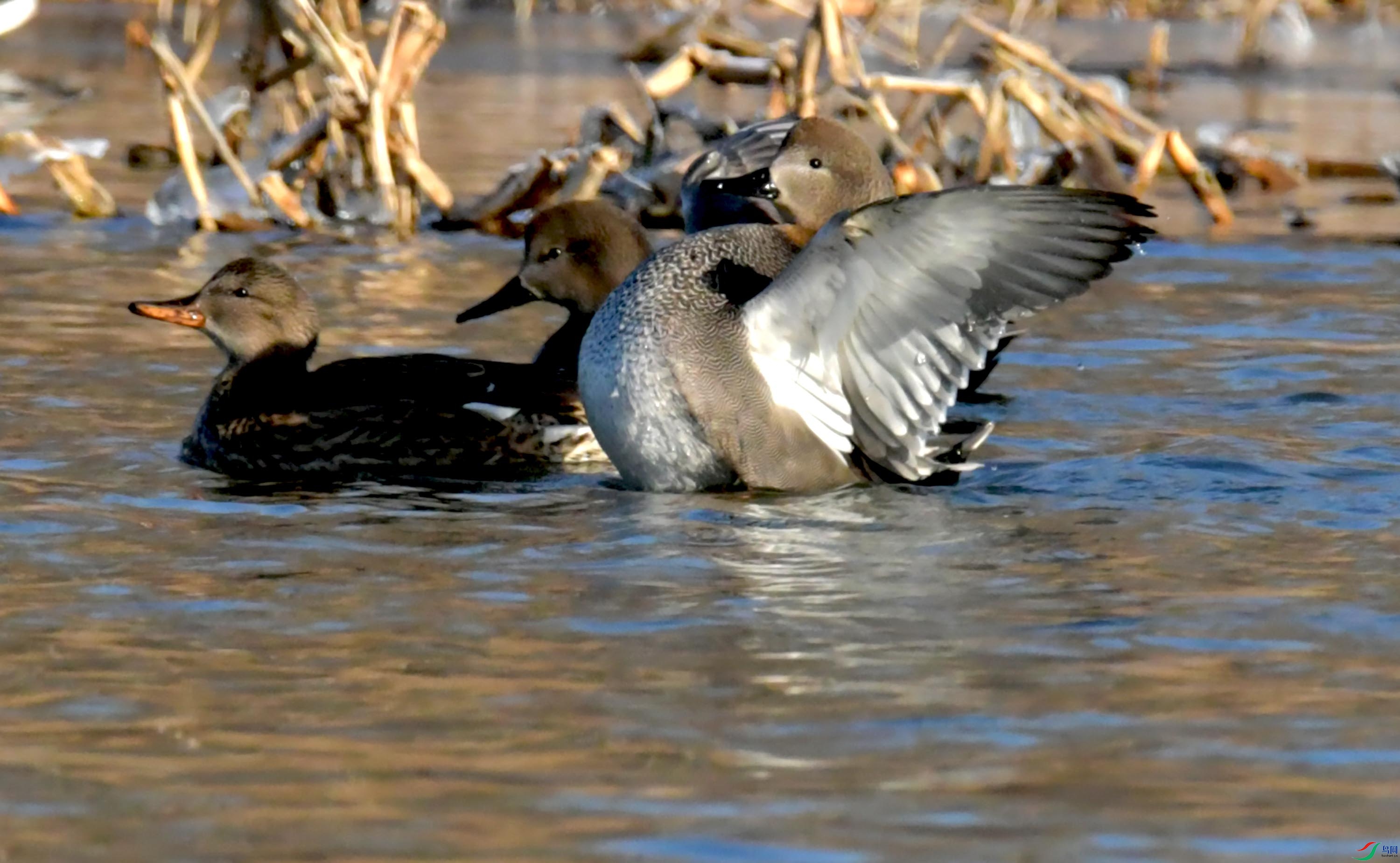 DSC_9184.JPG