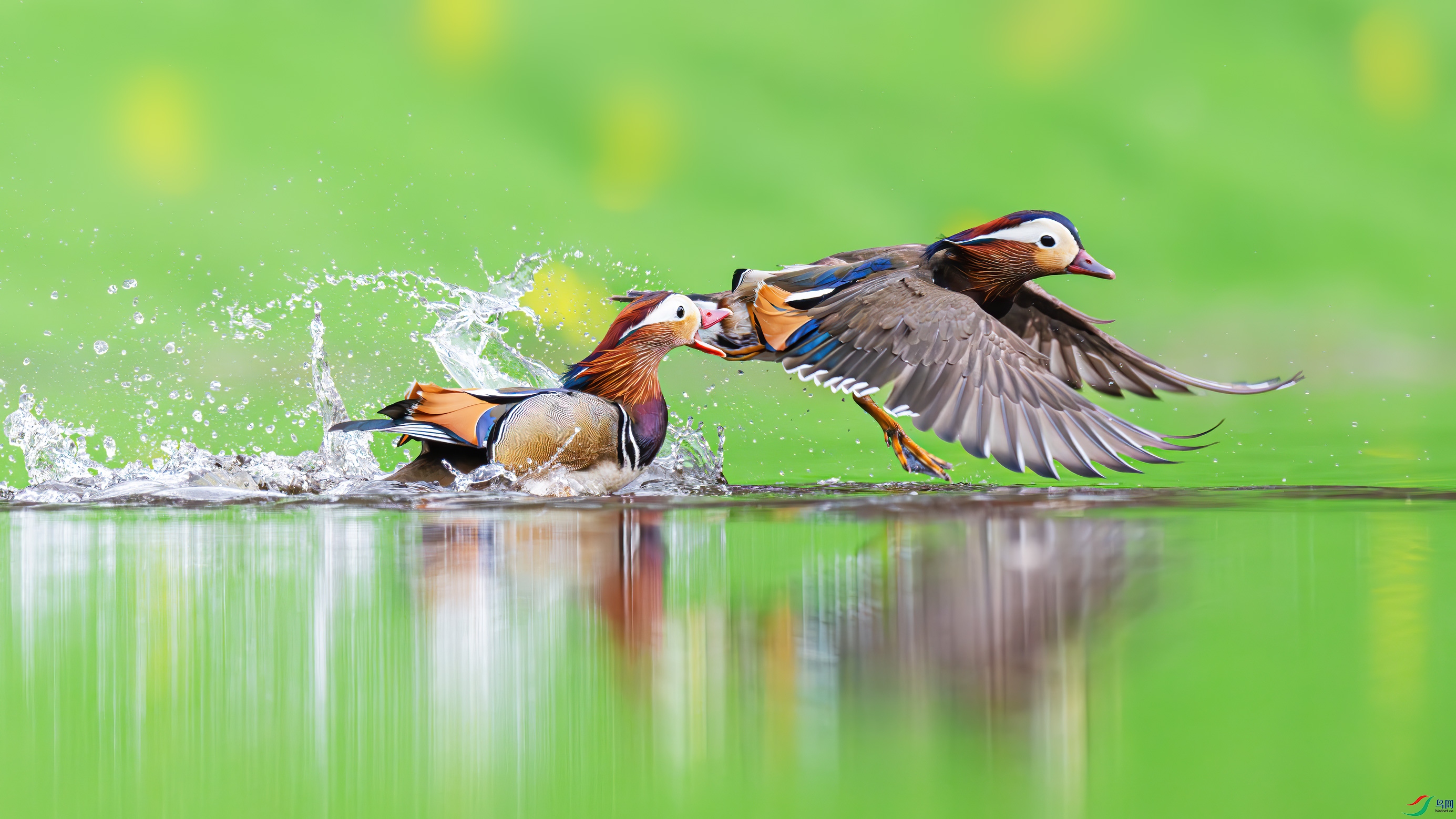 �̳�����