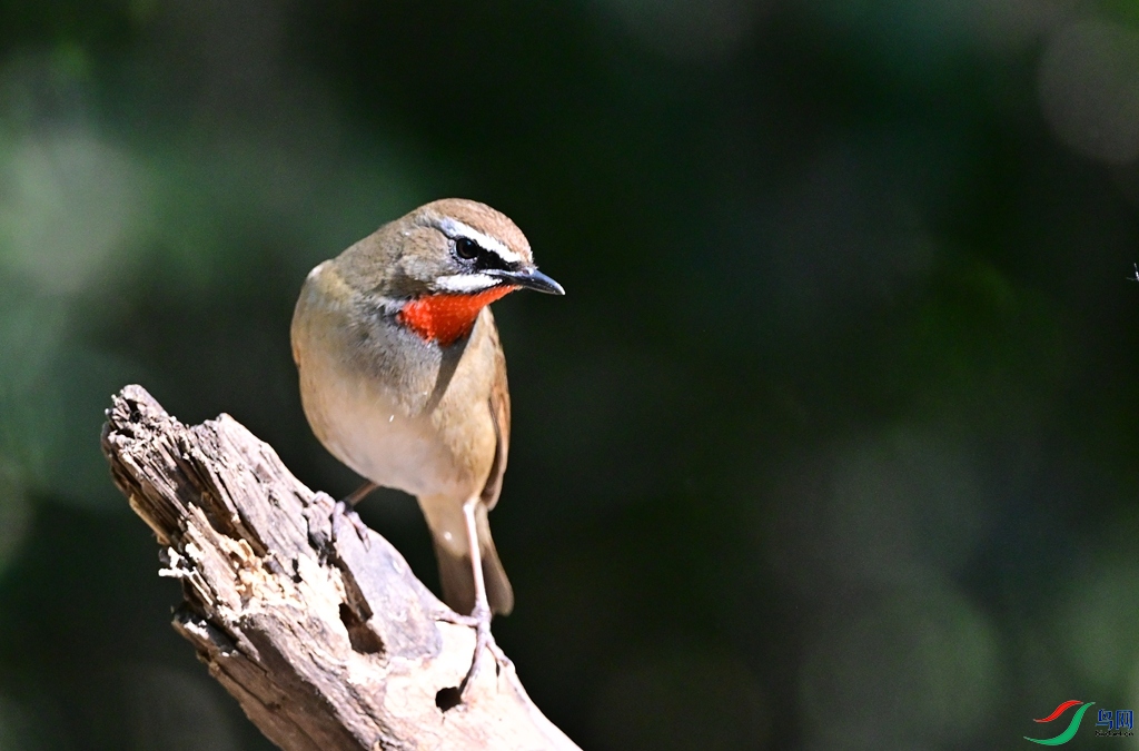 DSC_2148.JPG