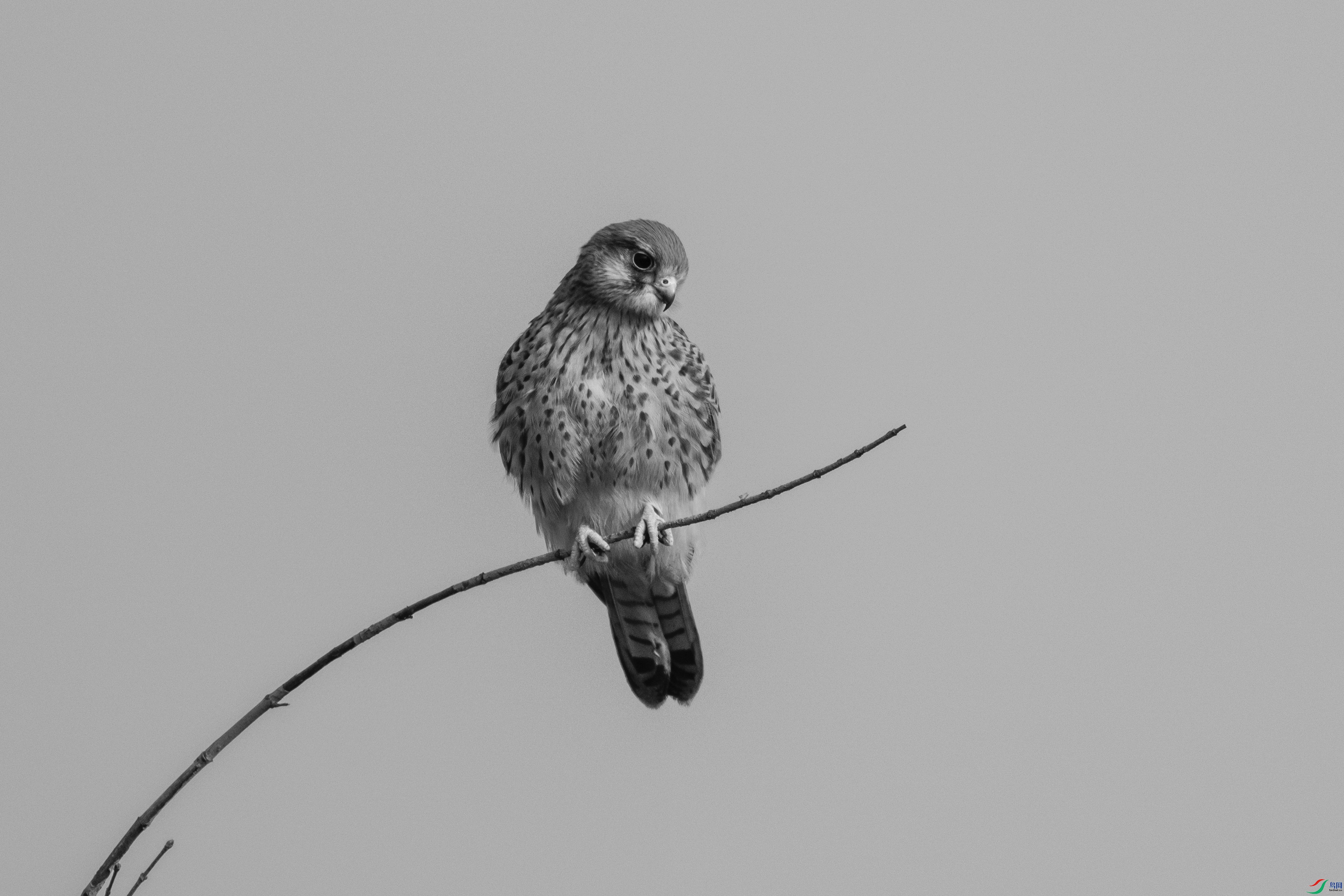 DSCF1951 ����.jpg