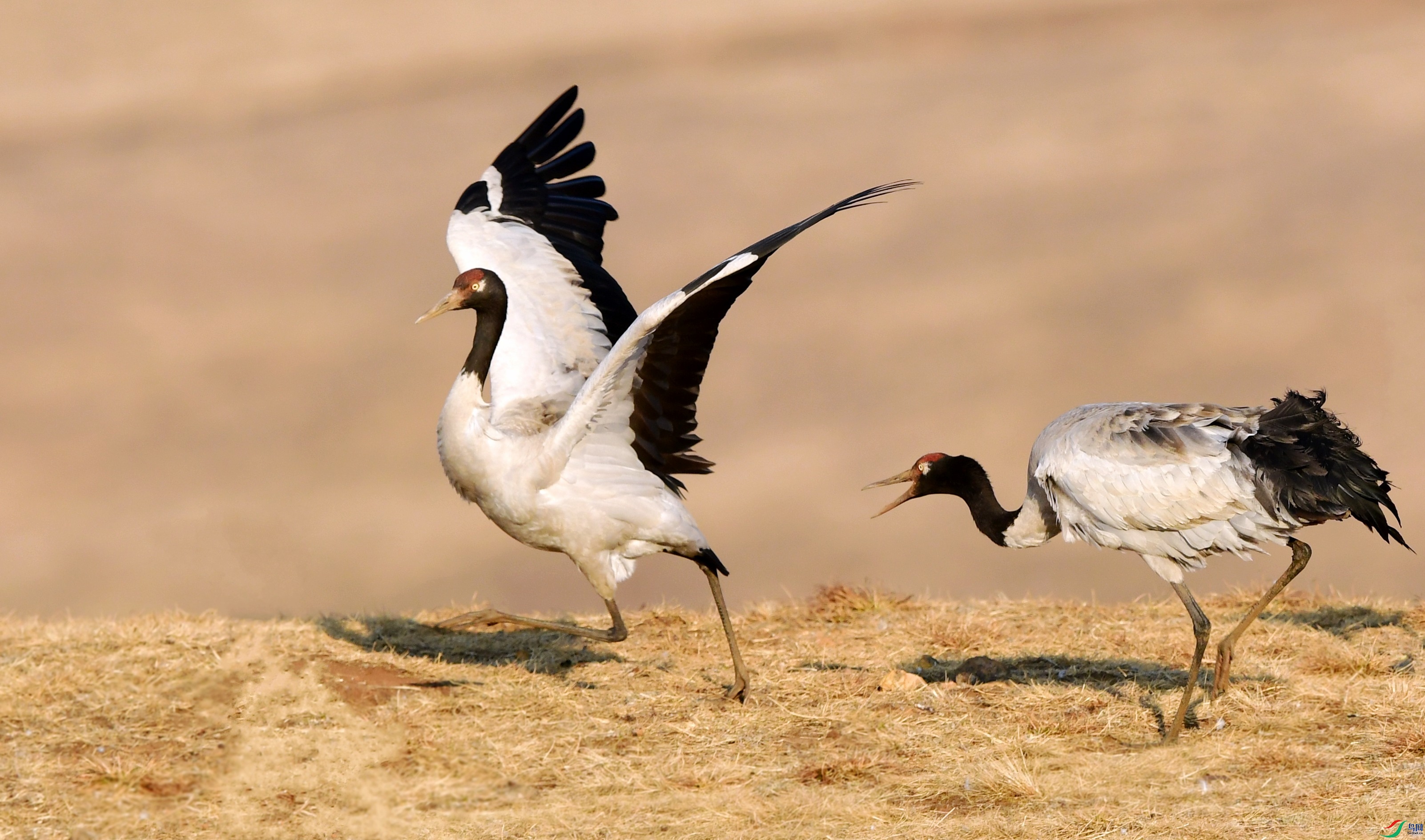 DSC_3959_conew5.jpg