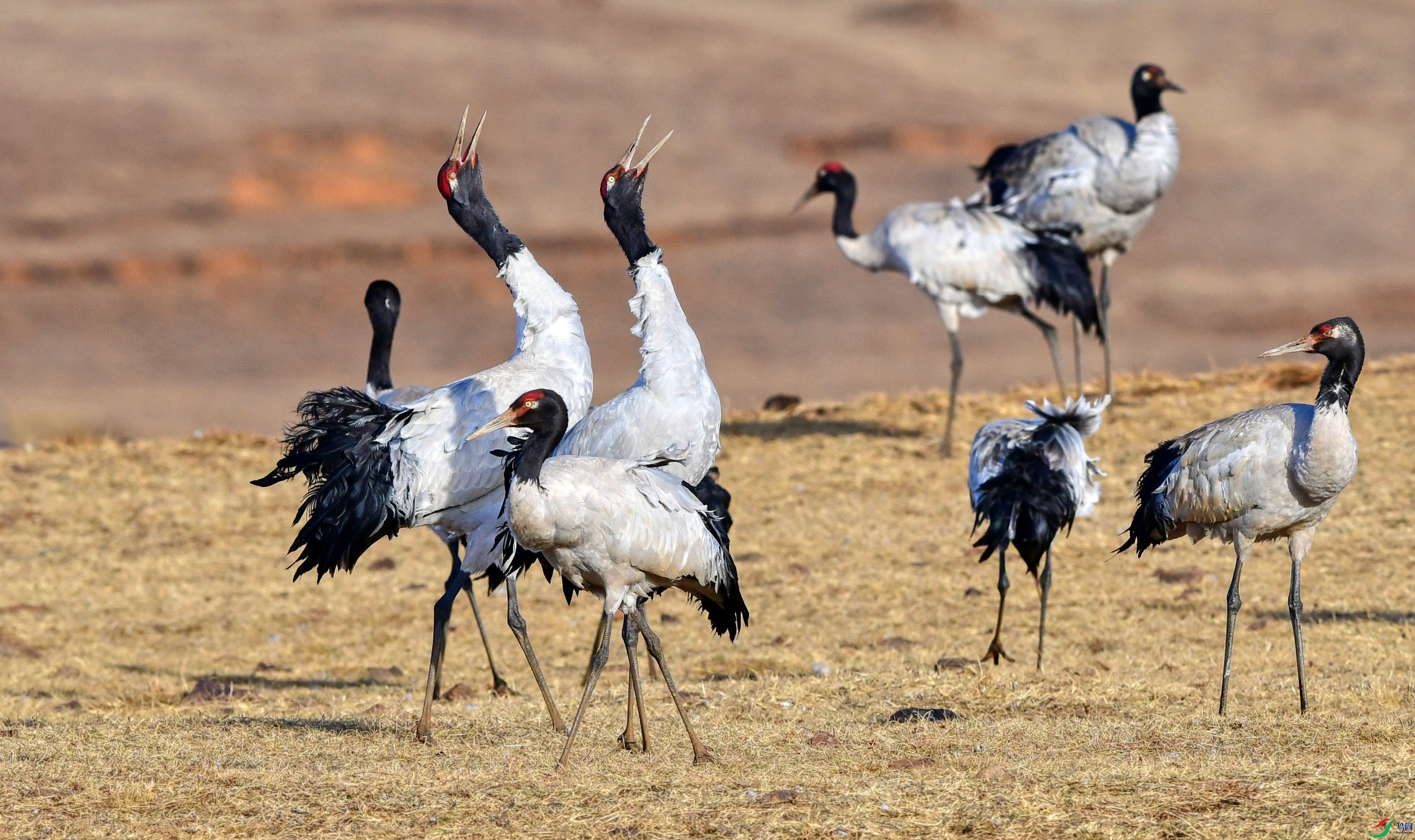 DSC_5916_conew3.jpg