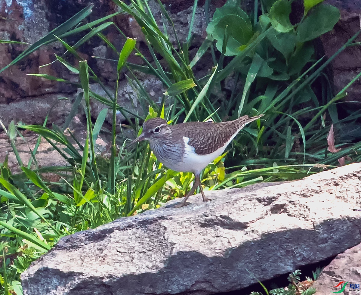 DSC_6534 ���� 2.jpg