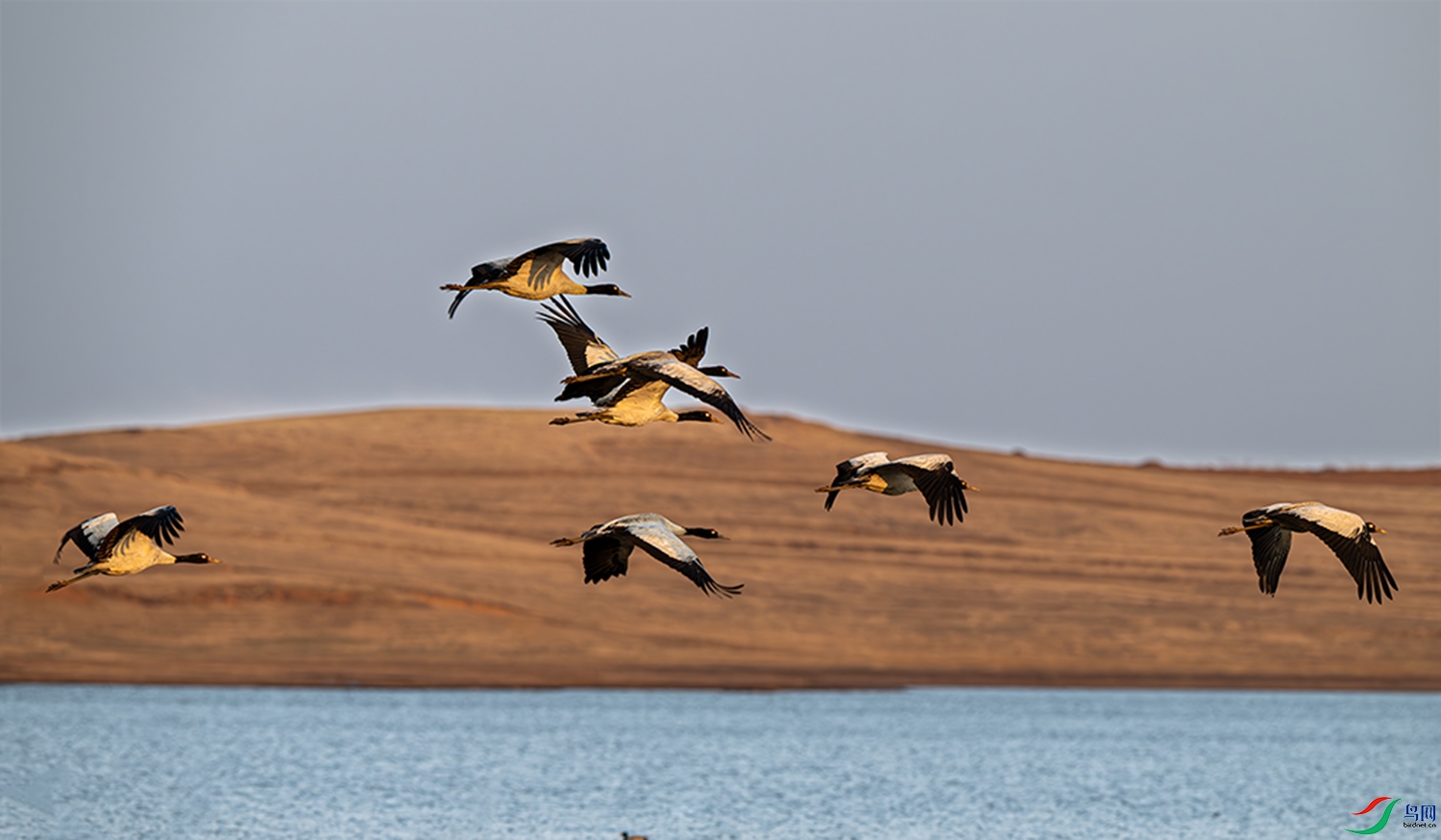 _DSC6439-500@1.5x.jpg