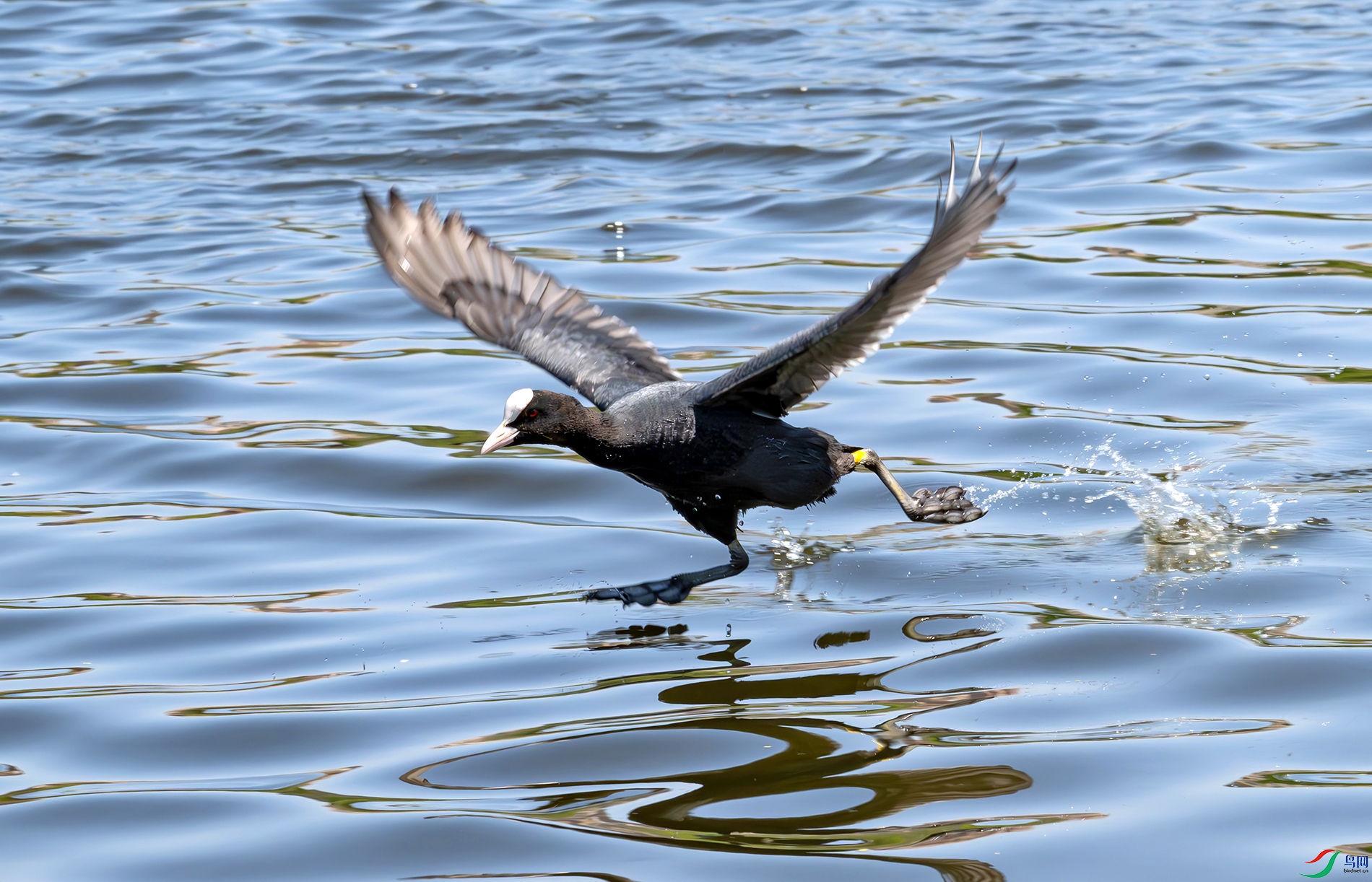 DSC_7733d2.jpg