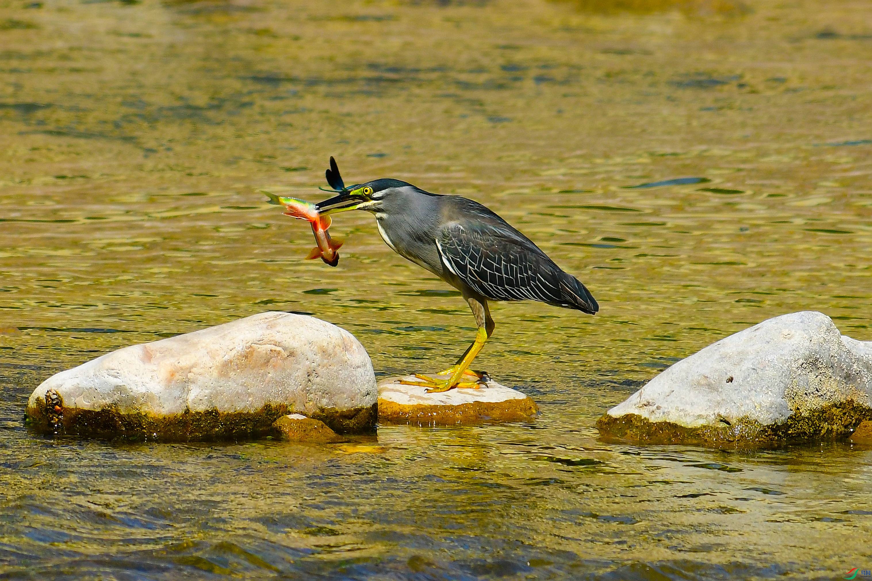 DSC_9697.JPG