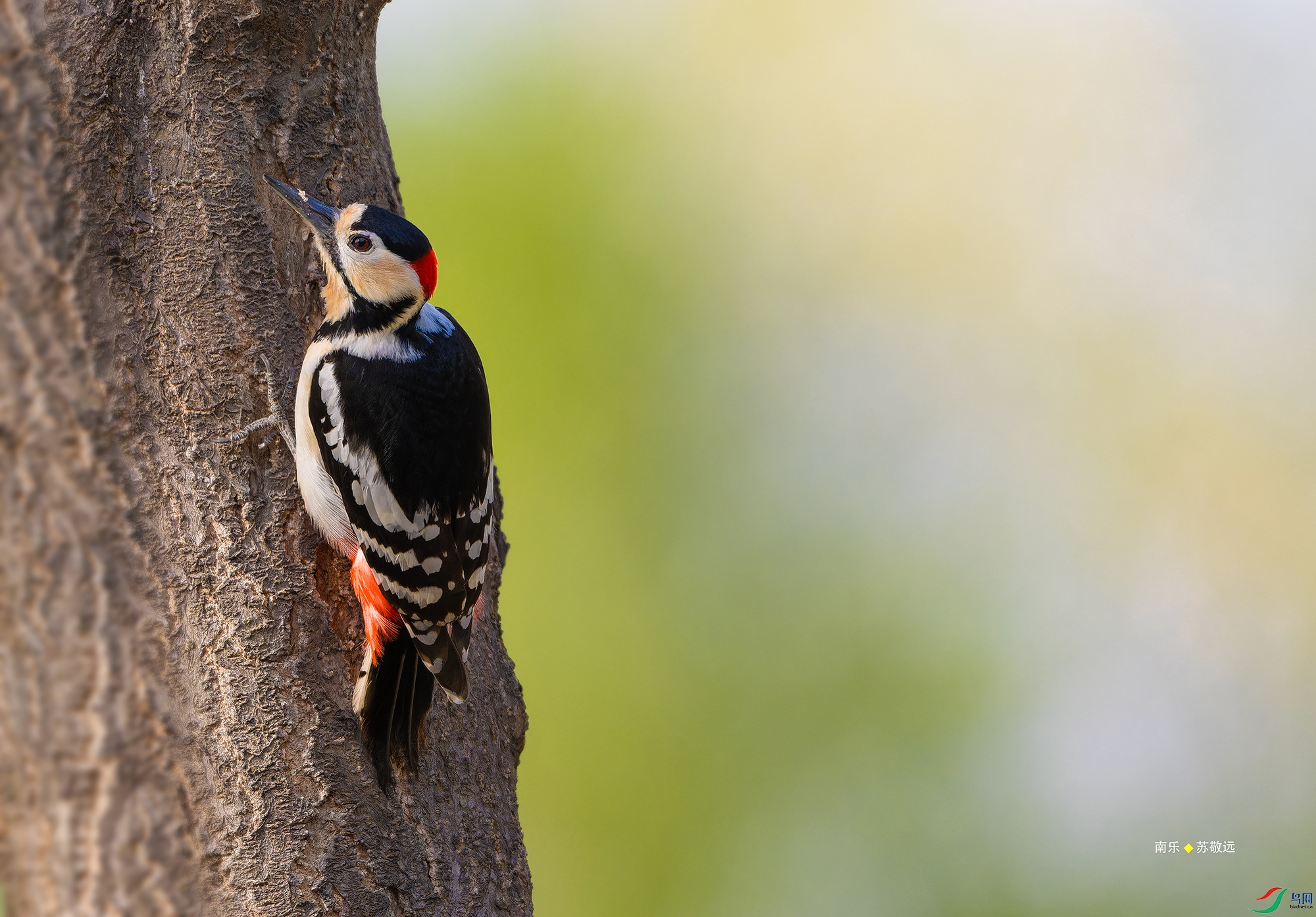 _DSC2059-NEF_DxO_С.jpg