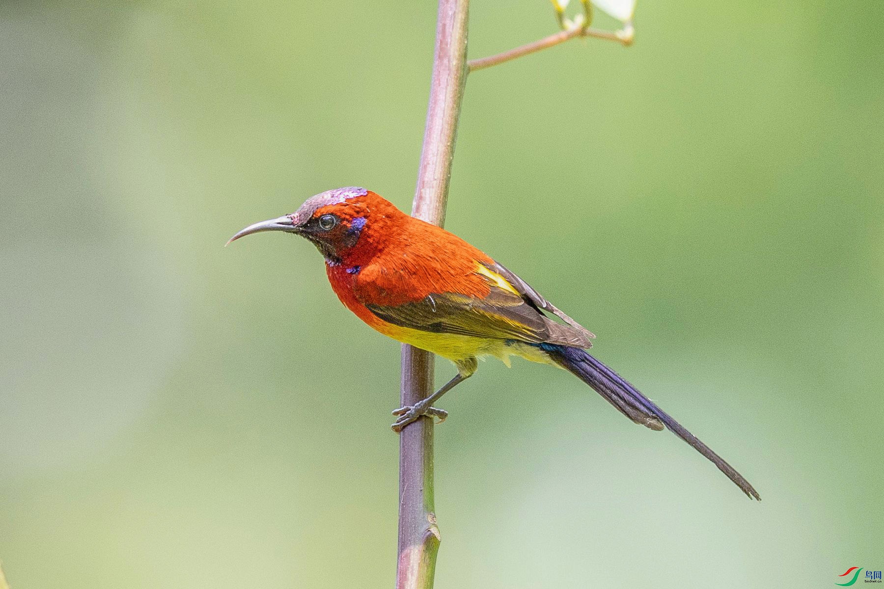 ����̫����