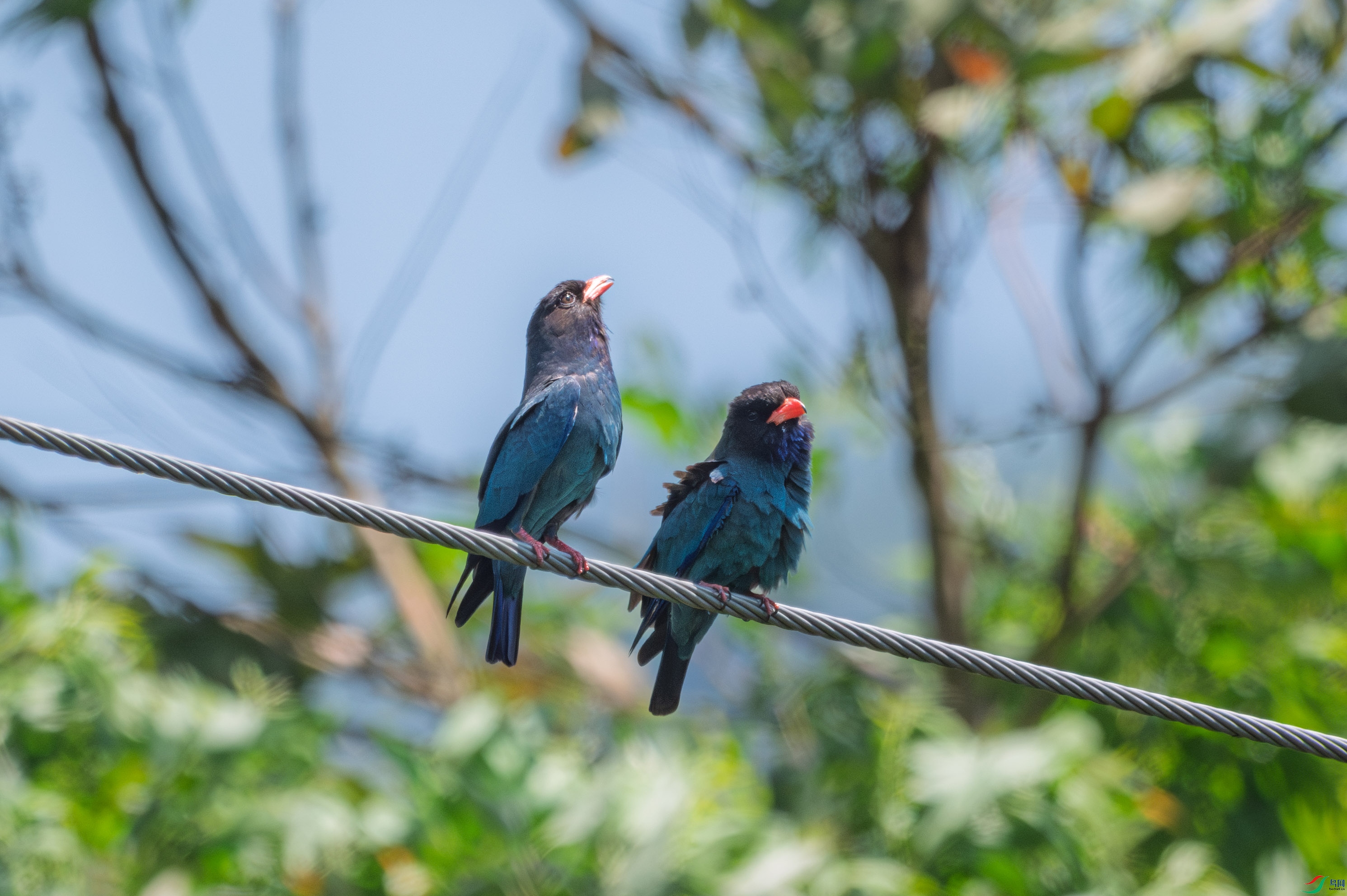 DSC_7010_1.JPG
