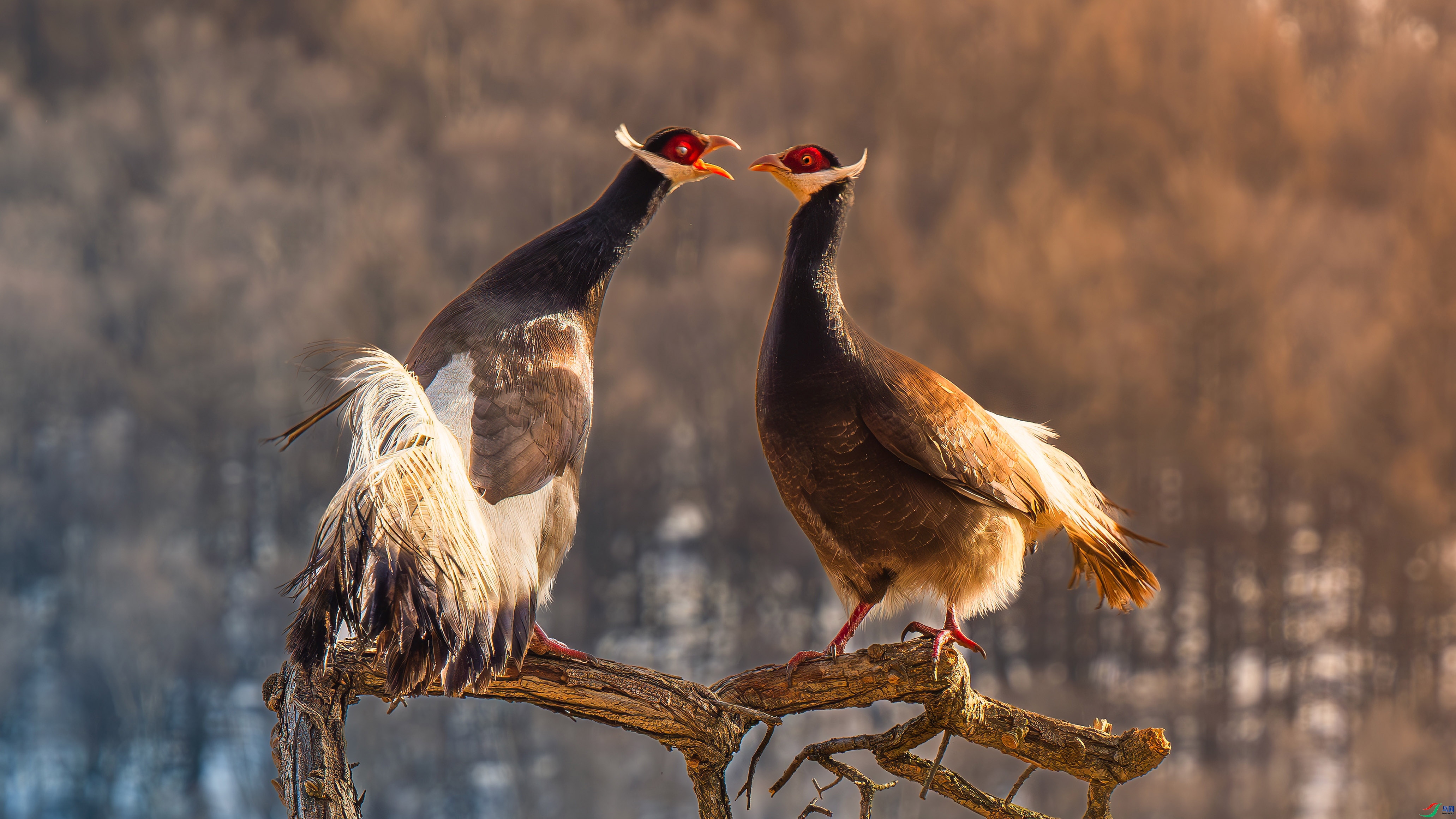 5.2С������ʦ��Ʒ   Ъ˹���� ��ף���ٻ����������.jpg