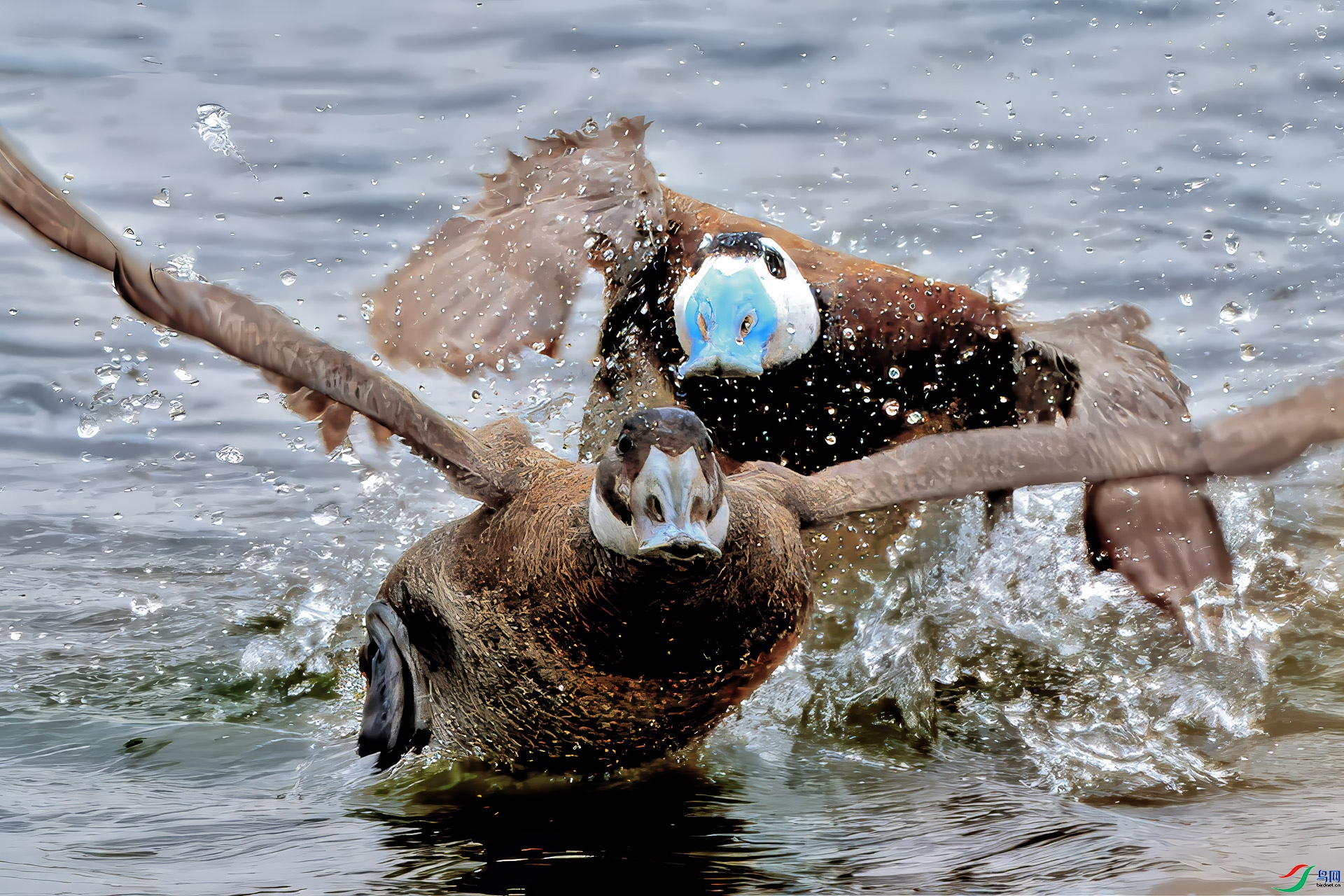 5.3����3161��ʦ��Ʒ   ��ͷӲβѼ ��ף���ٻ�ÿ�ռ�����httpswww.birdnet.cnthread-8739471-1-1.html.jpg