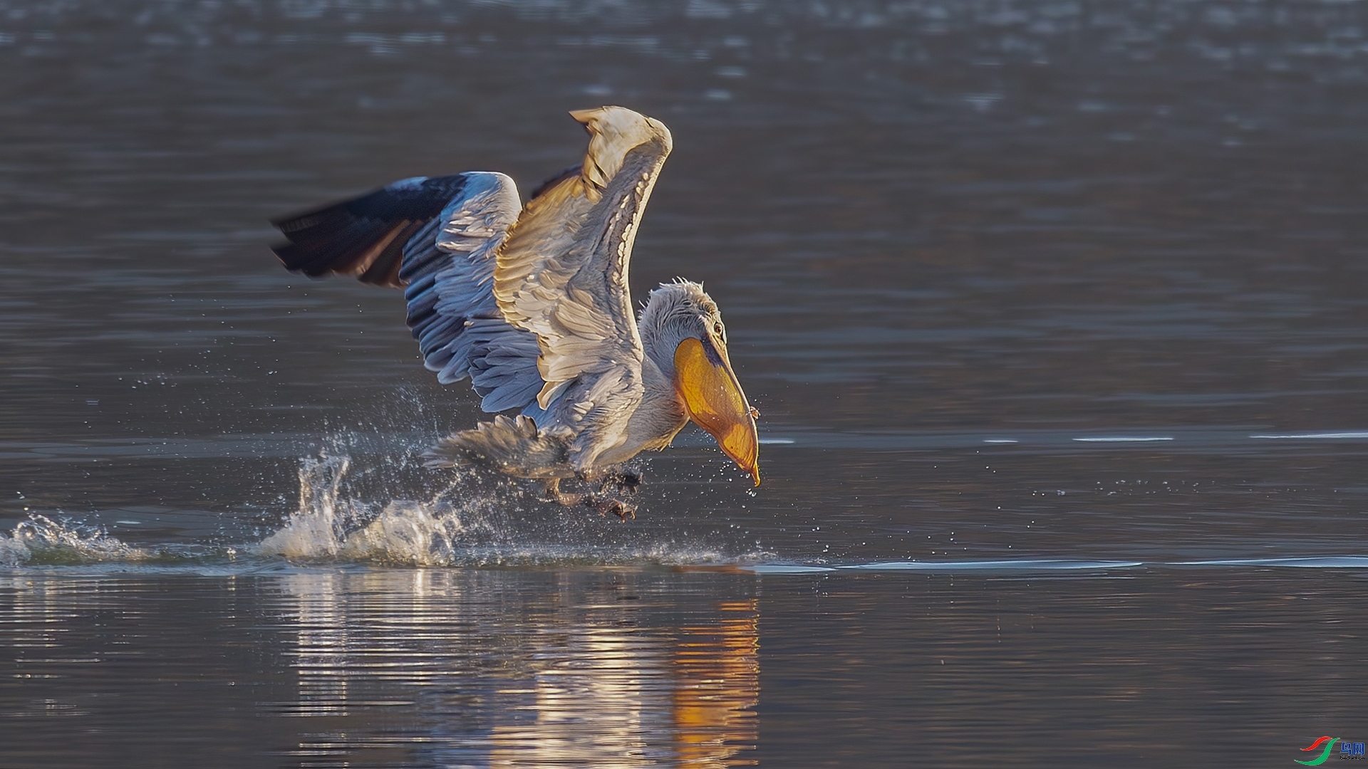 5.3��������ʦ��Ʒ   �������� ��ף���ٻ��Ա������.jpg