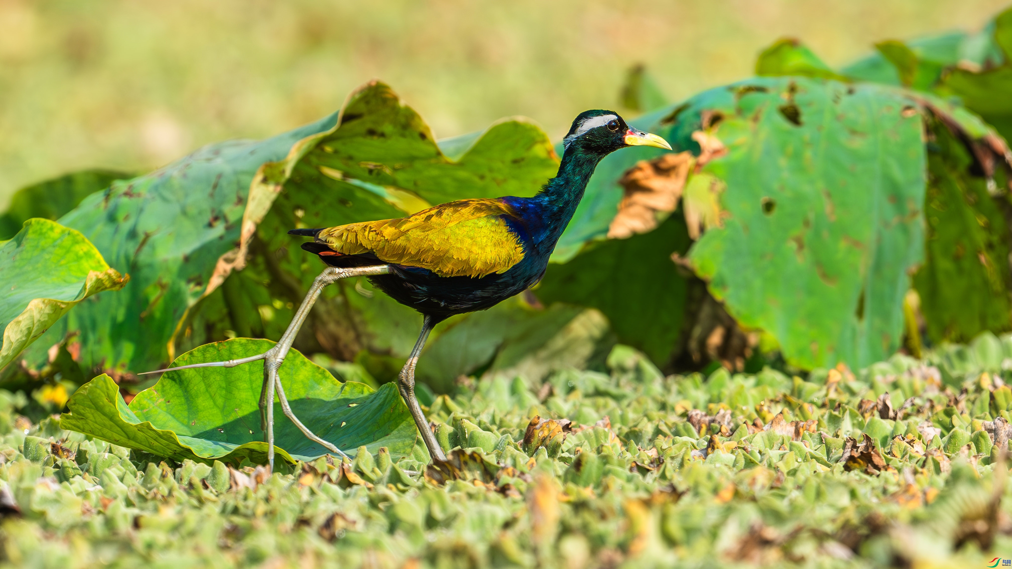 5.7����������ʦ��Ʒ   ���Ѿ ��ף���ٻ����������.jpg