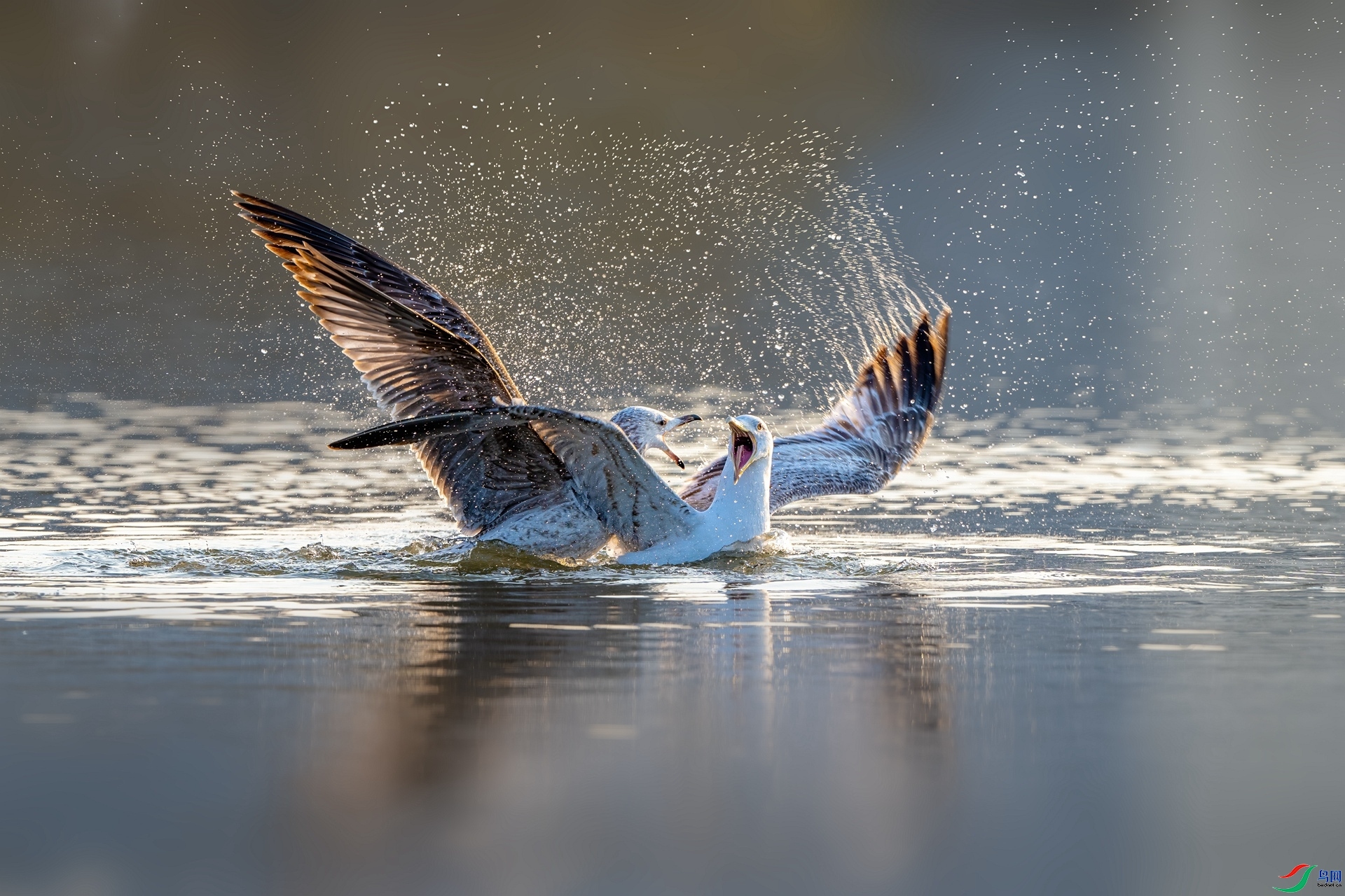 5.8������ˮ��ʦ��Ʒ   �� ��ף���ٻ�ÿ��һͼ��httpswww.birdnet.cnthread-8748950-1-1.html.jpg