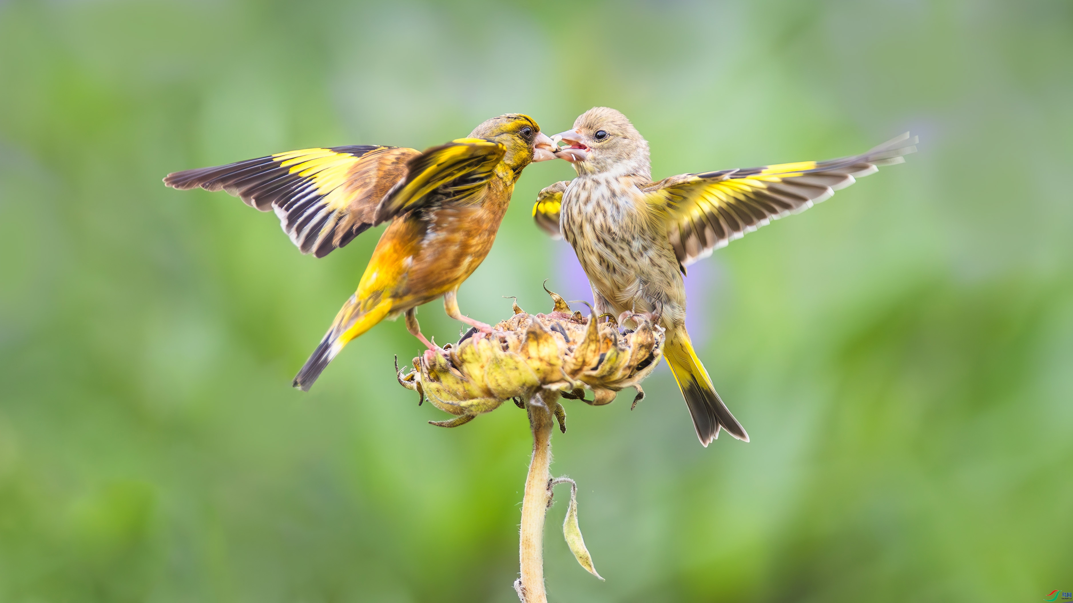 5.9��������ʦ��Ʒ  ��ĸ�� ��ף���ٻ���Ӱʦ������.jpg