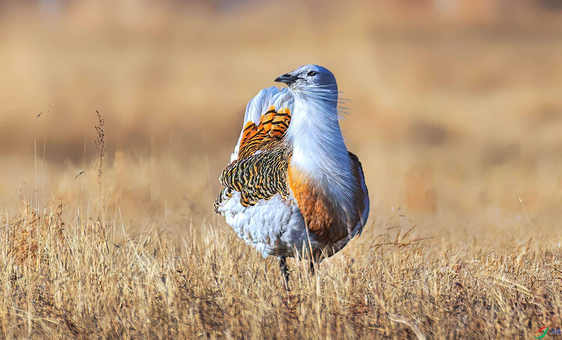 060A1083 ����-Sha----1 .jpg