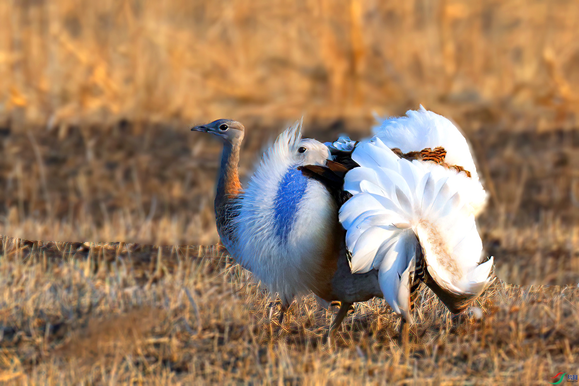 060A1899 ����-Sh----1 .jpg