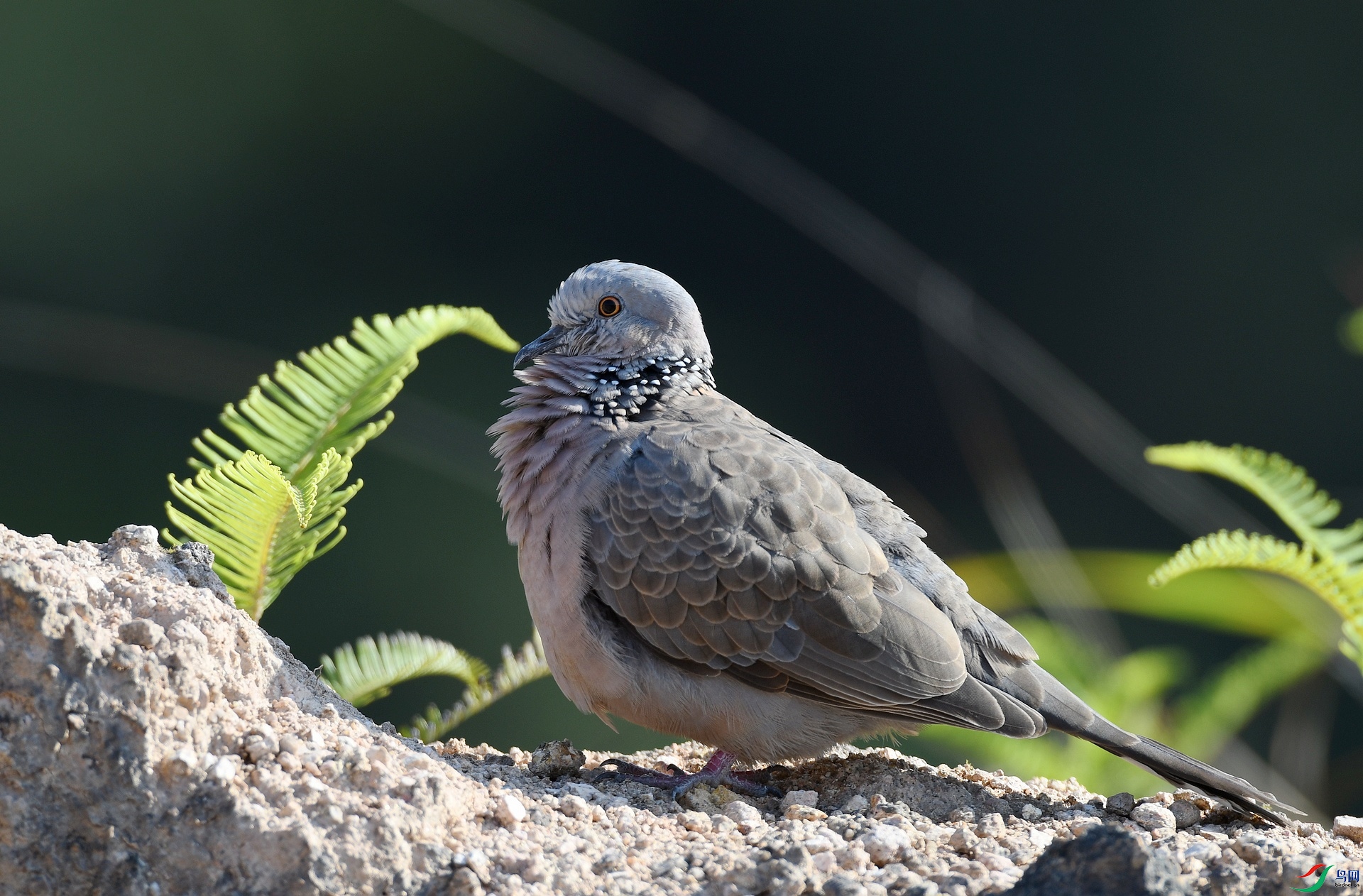 DSC_3821.jpg