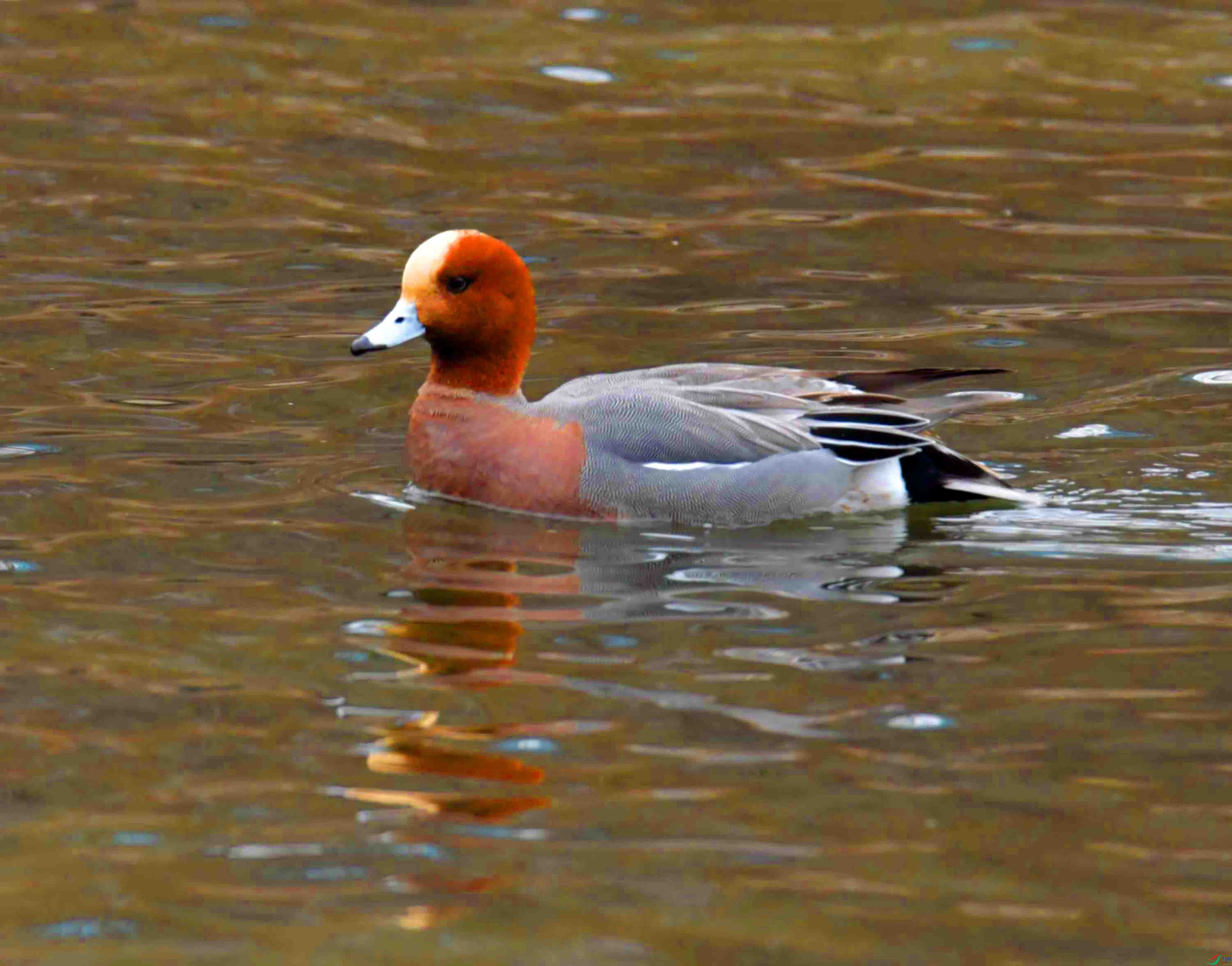 DSC_4476.JPG