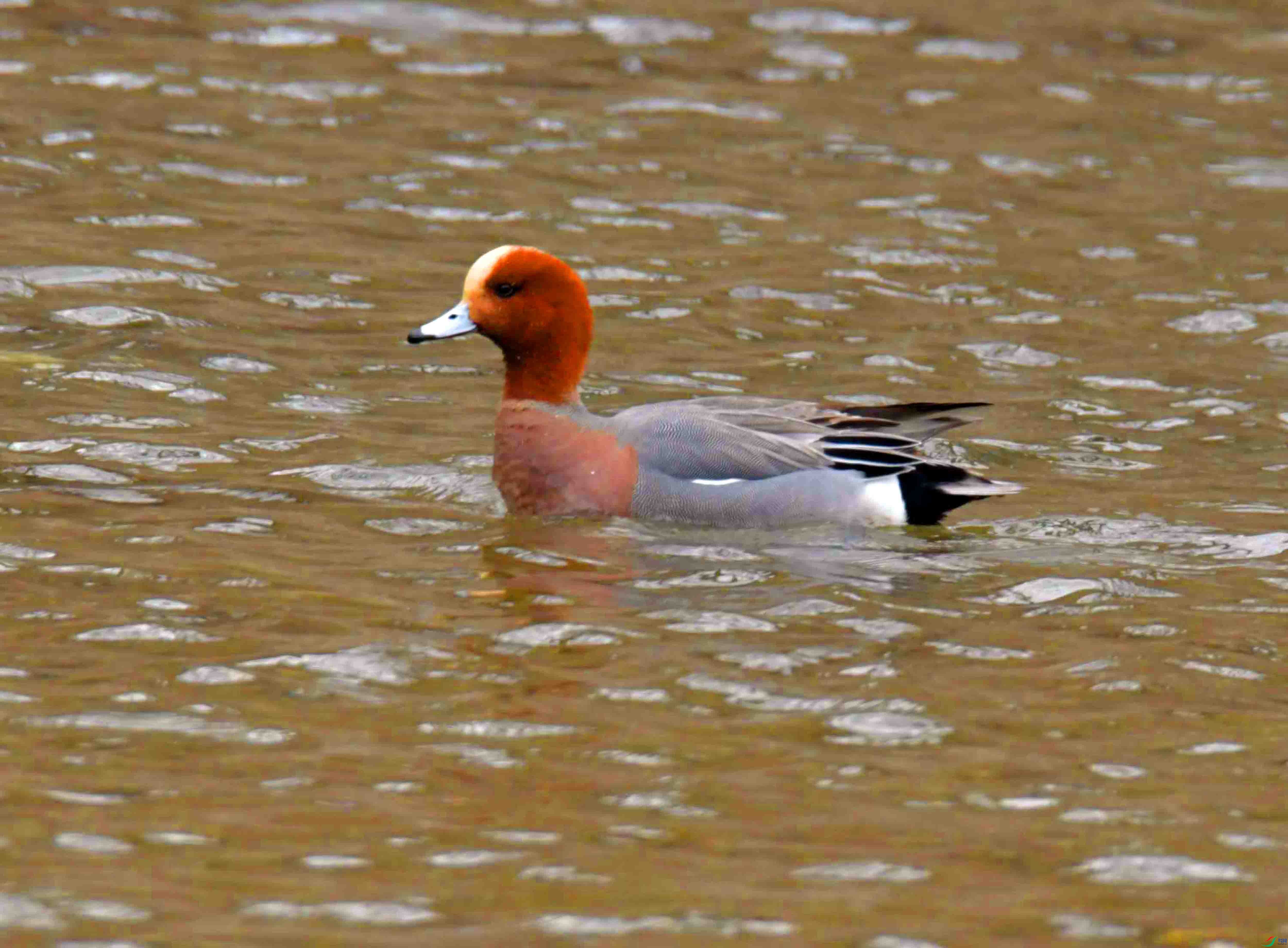 DSC_4501.JPG
