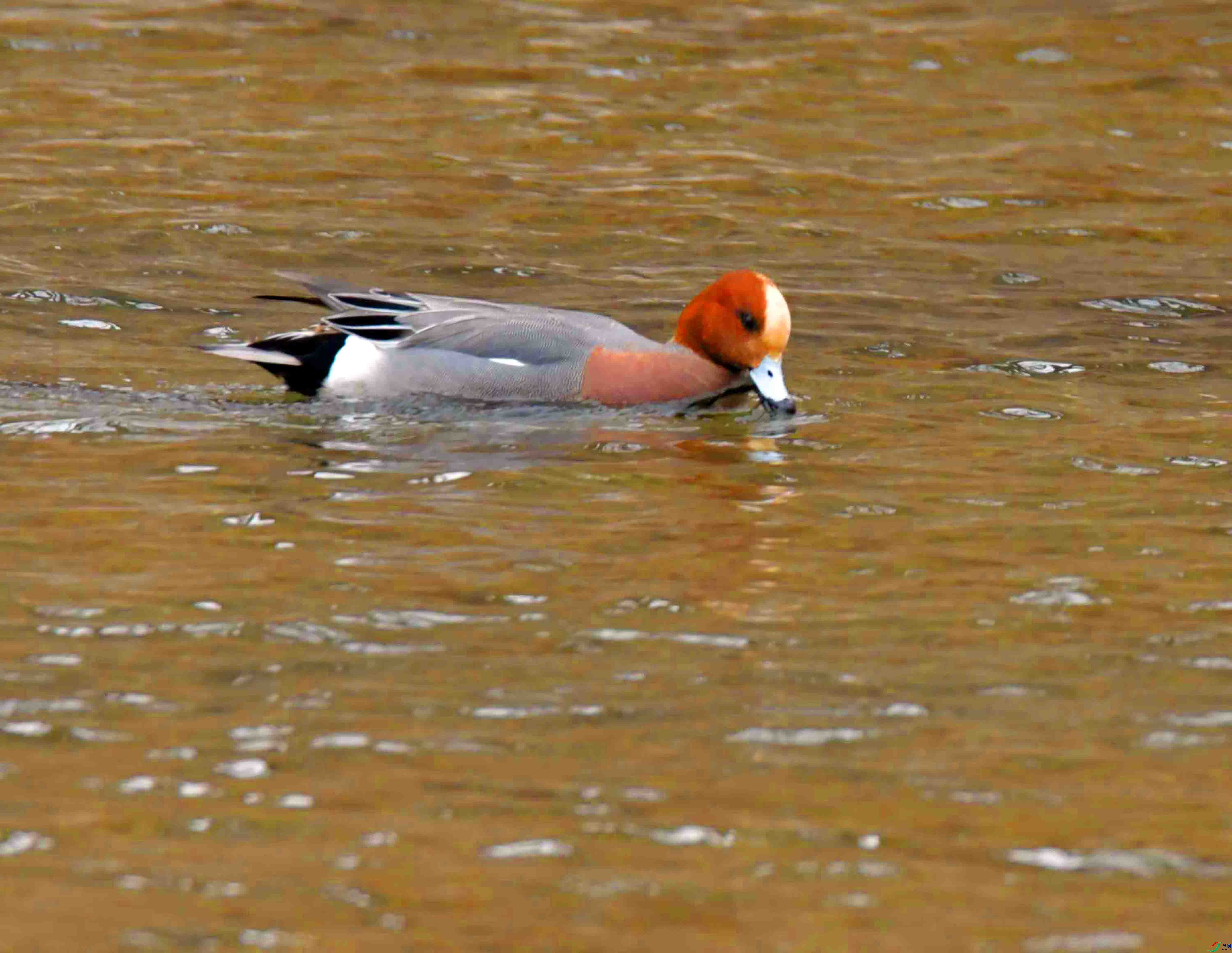 DSC_4503.JPG