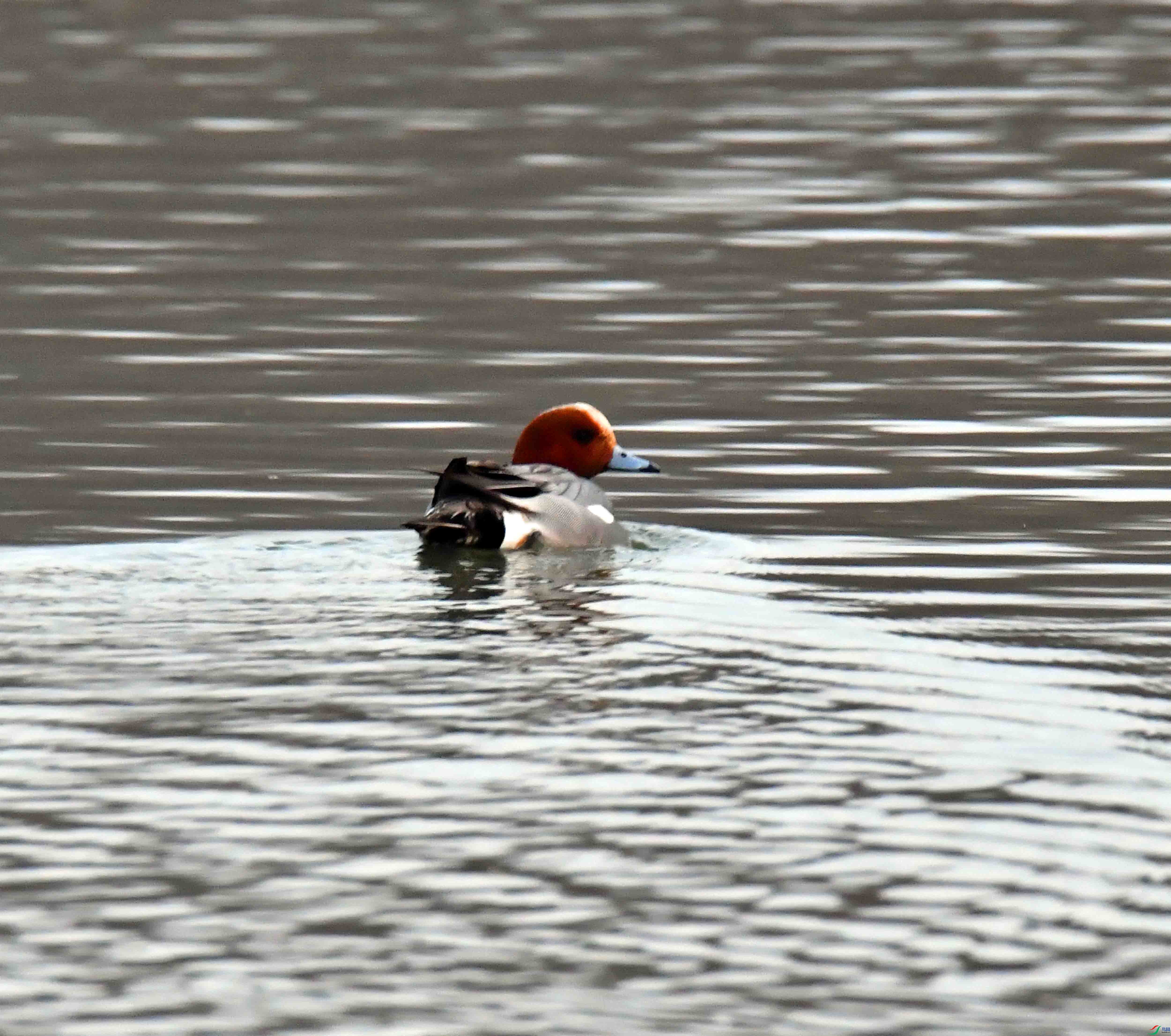 DSC_7270.JPG