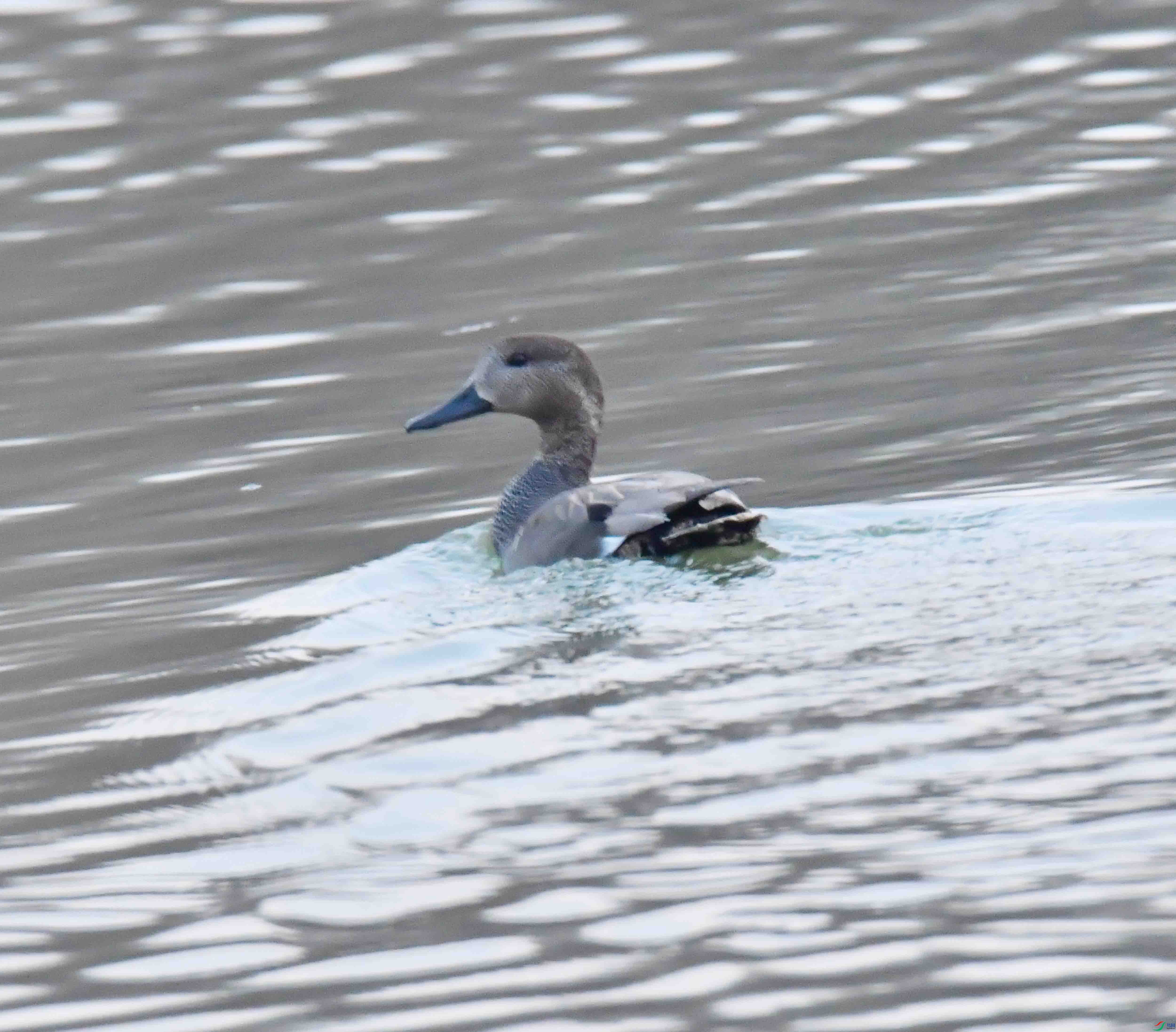 DSC_7269.JPG