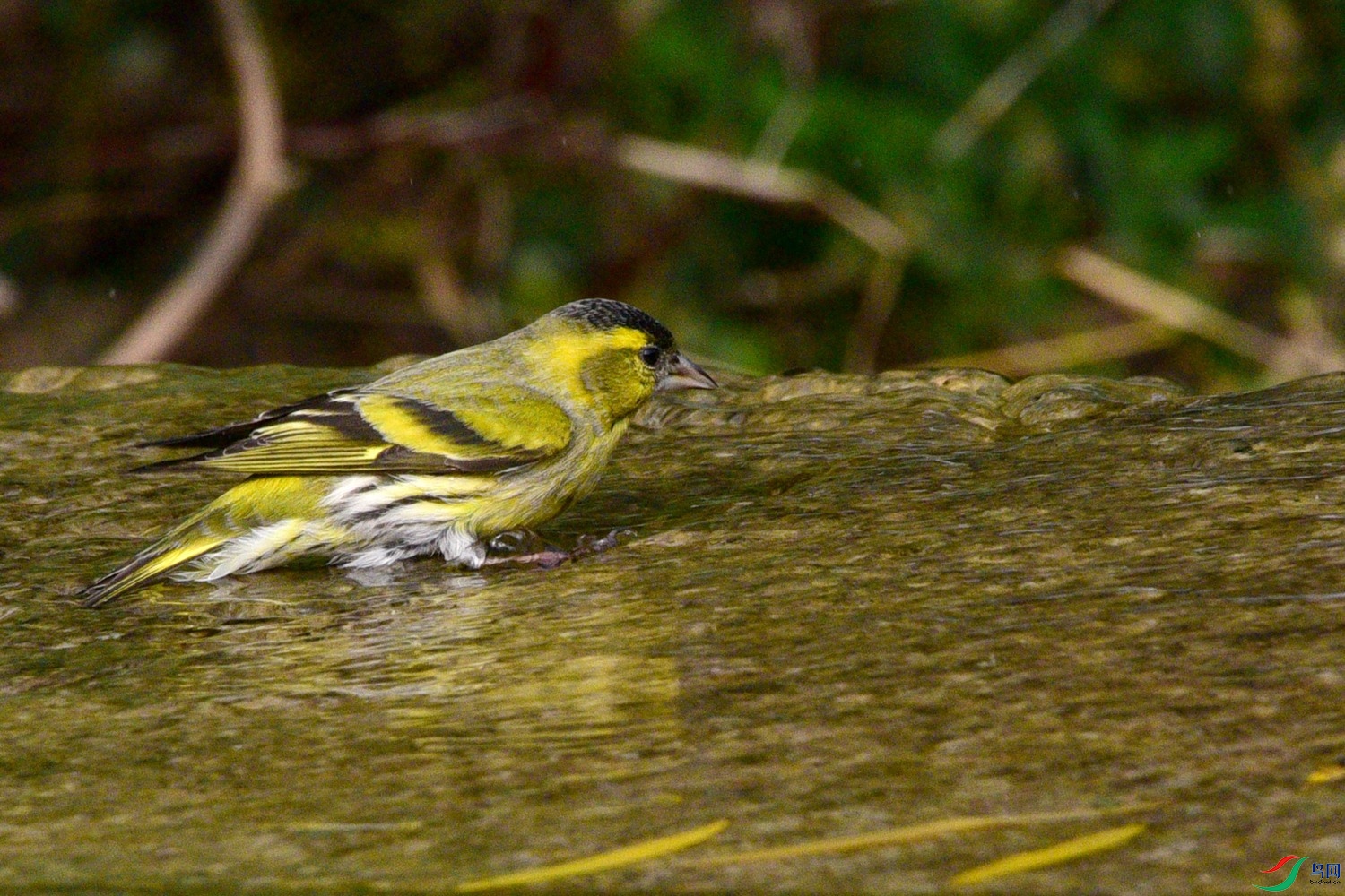 DSC_6250.JPG