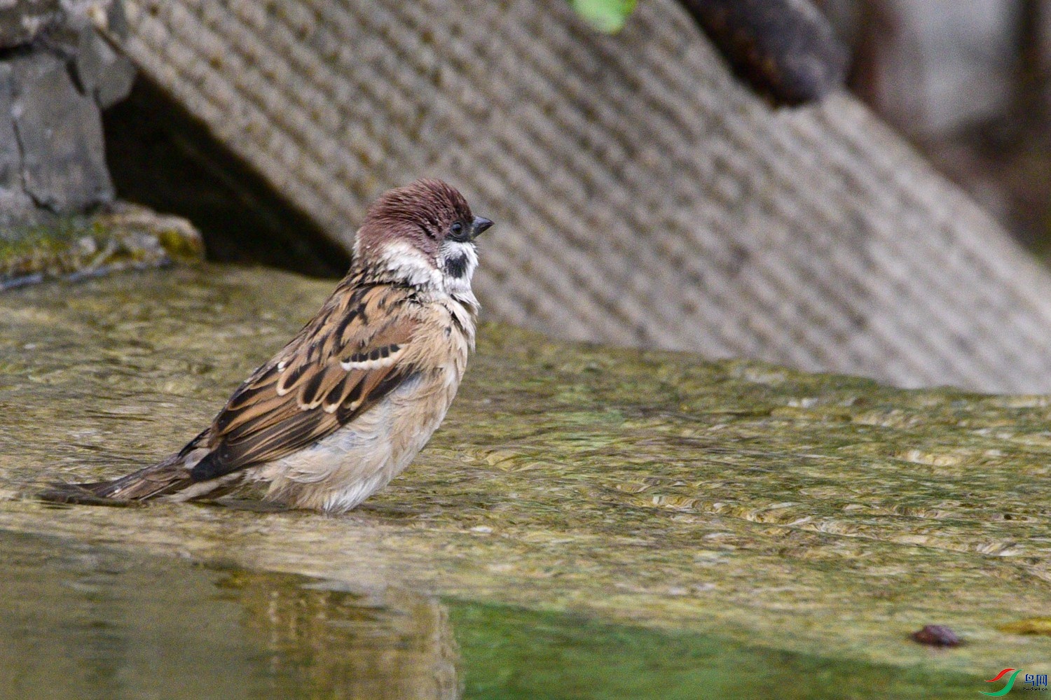 DSC_6761.JPG
