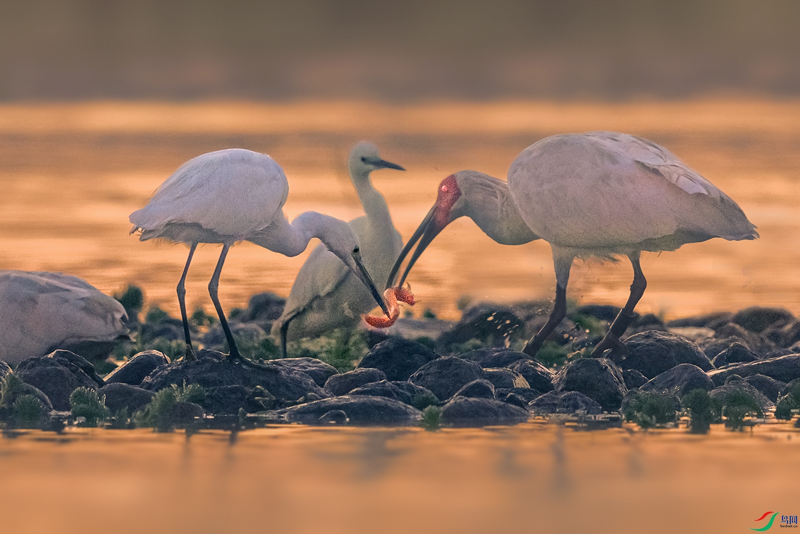 ���q----๼���ʳ