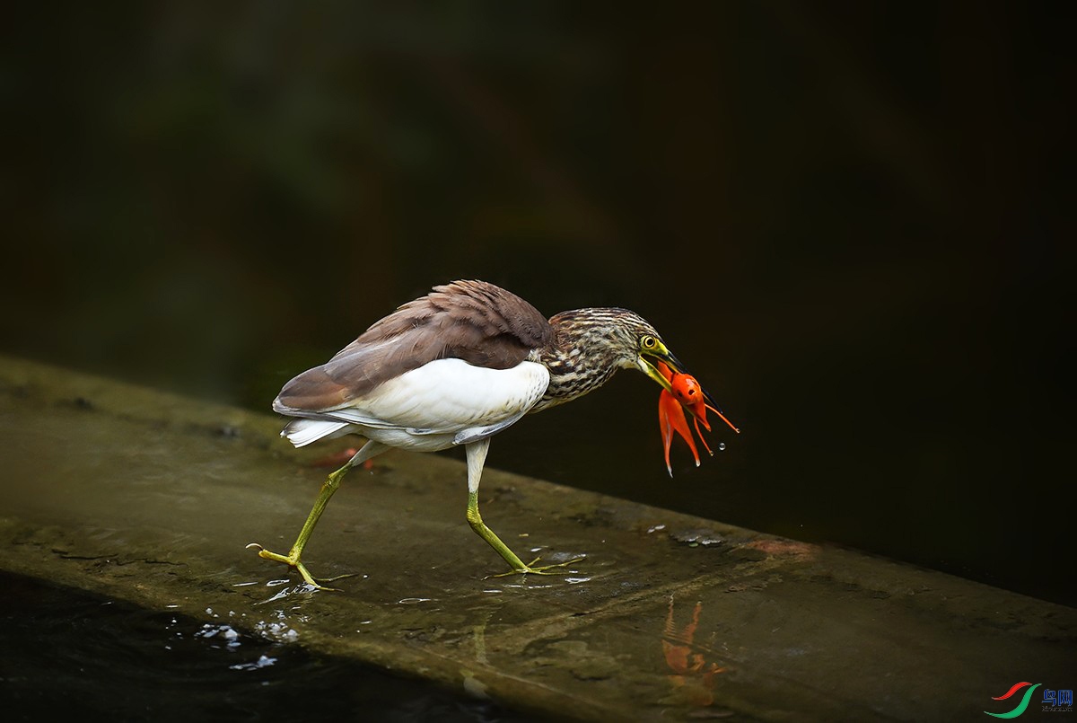 DSC_0164_.jpg