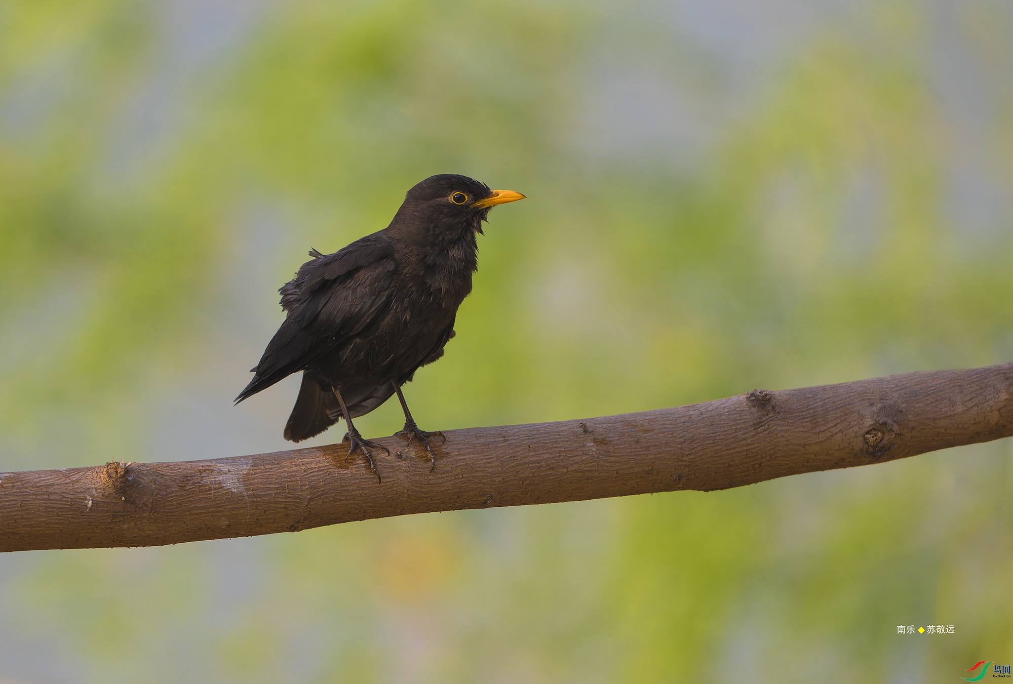 _DSC2099-NEF_DxO_С.jpg