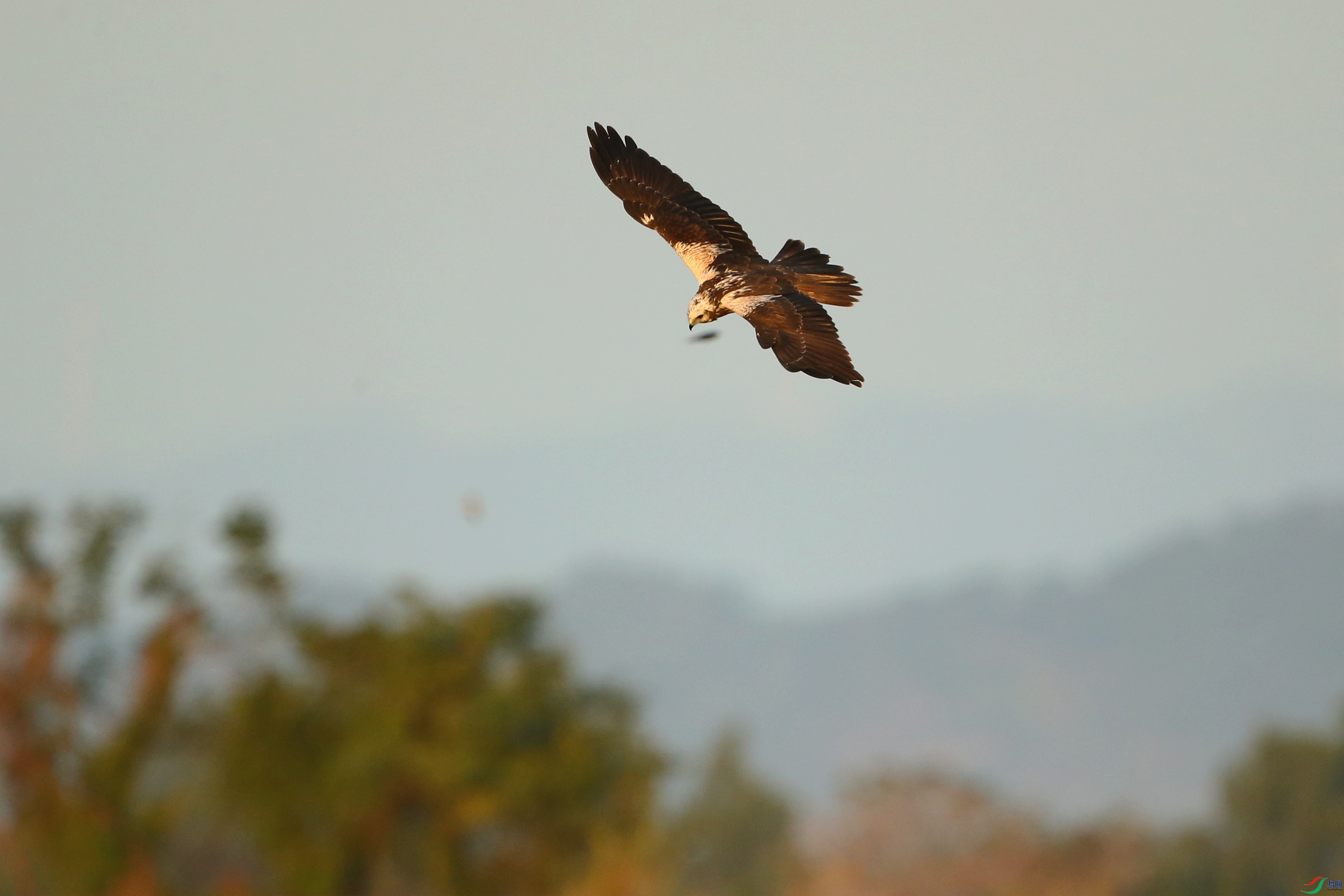 Picture 15904560.jpg