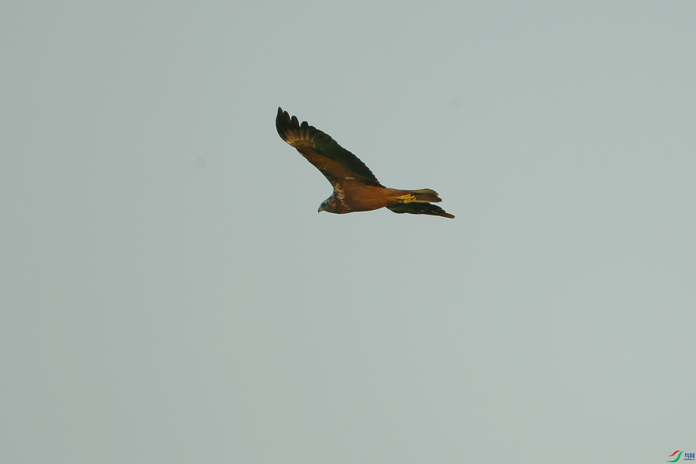 Picture 15821024.jpg